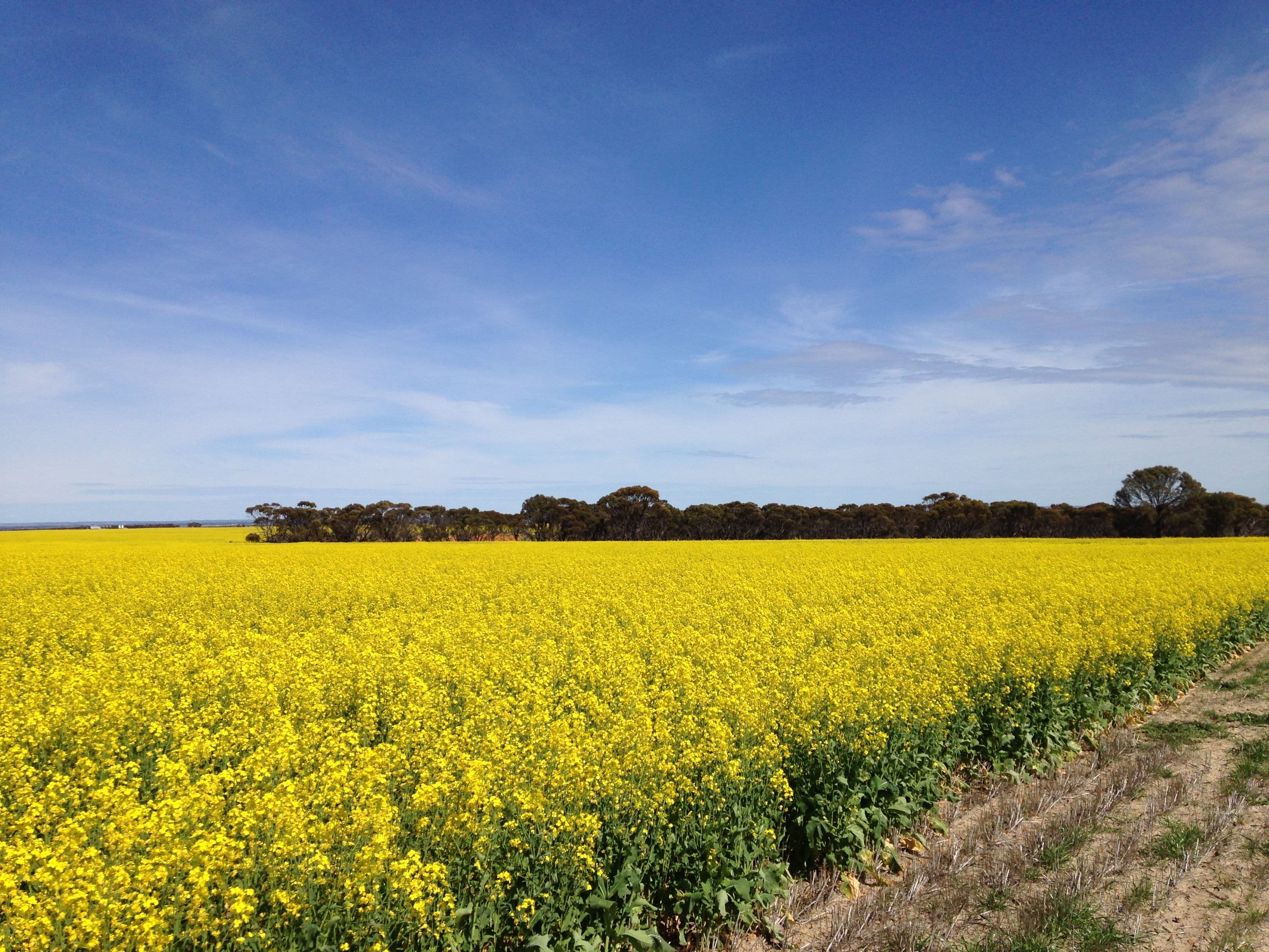 Hiview Steele Road, PINGRUP WA 6343, Pingrup - Image 1