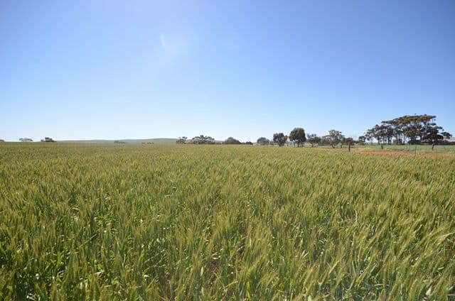 Lots 21-25 94 Sod Hut Road, Farrell Flat SA 5416, Farrell Flat - Thumbnail 4