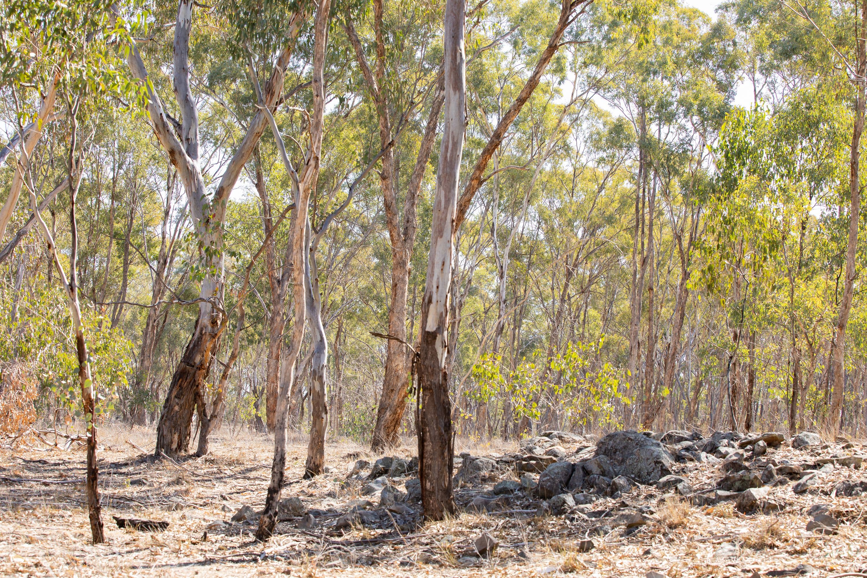390 Gwydir River Road, Armidale NSW 2350, Armidale - Thumbnail 7