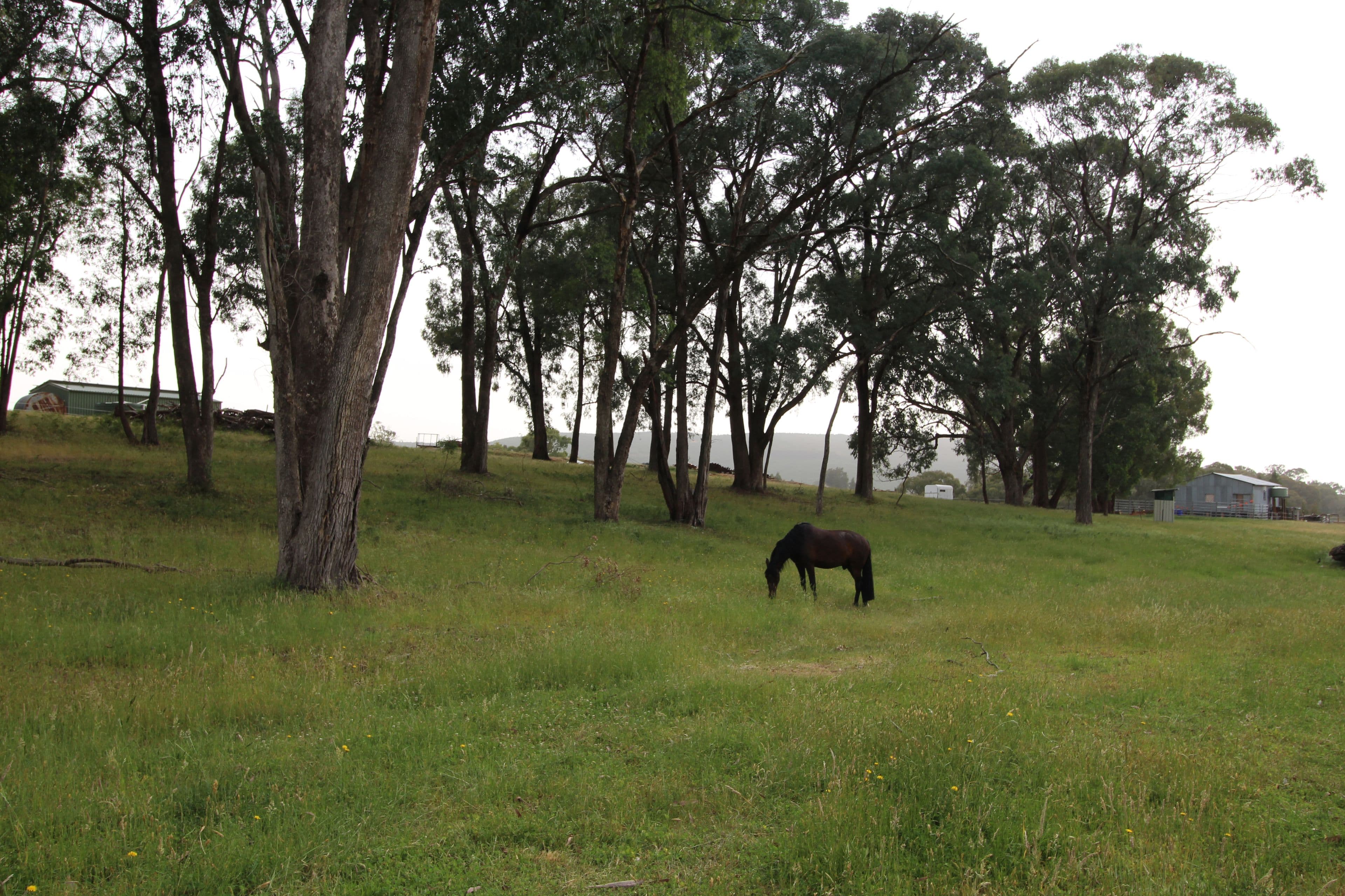 1126 Munderoo Road, Munderoo NSW 2653, Munderoo - Thumbnail 5