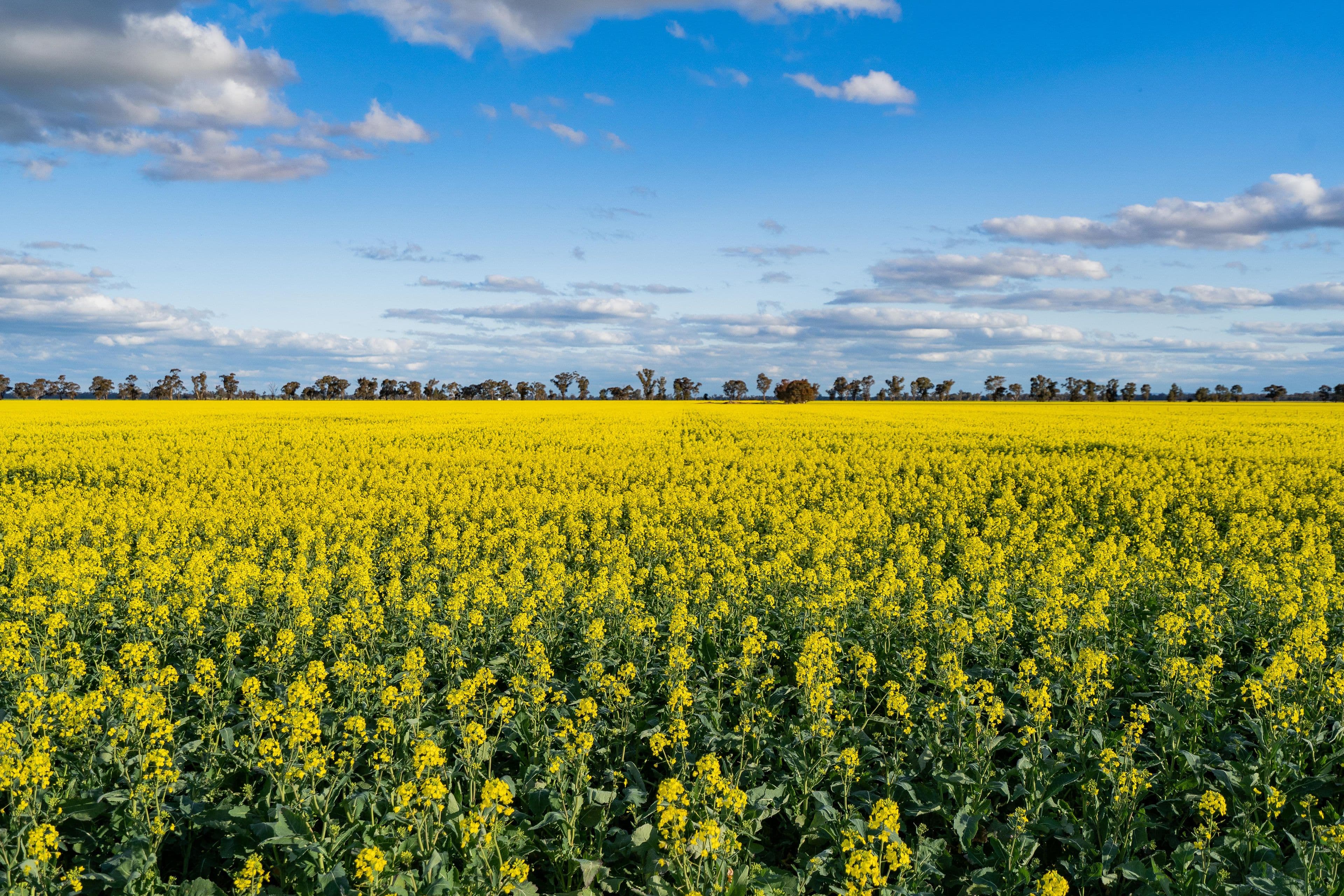 1292 Lower Middle Road, Ganmain Via, Coolamon NSW 2701, Coolamon - Image 1