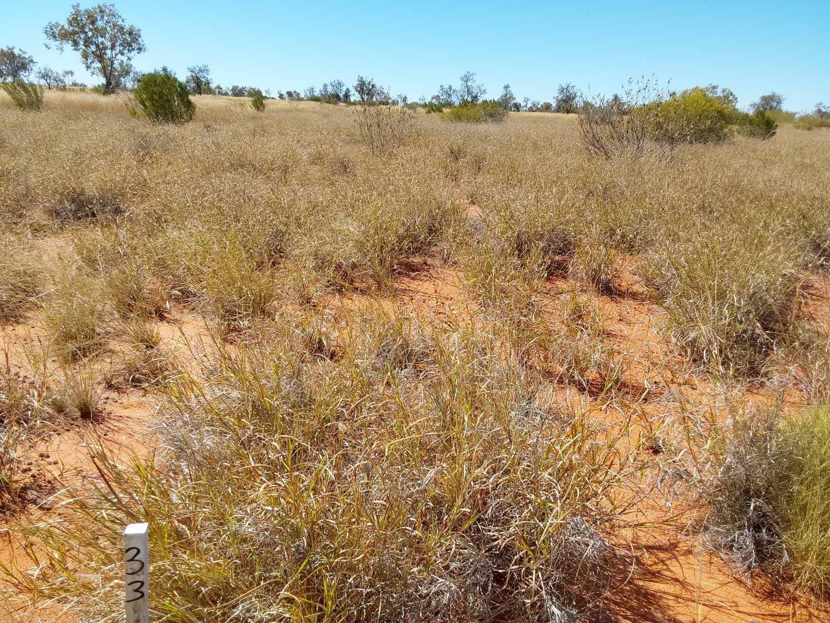 11 Cecil Street, Windorah QLD 4481, Windorah - Thumbnail 3