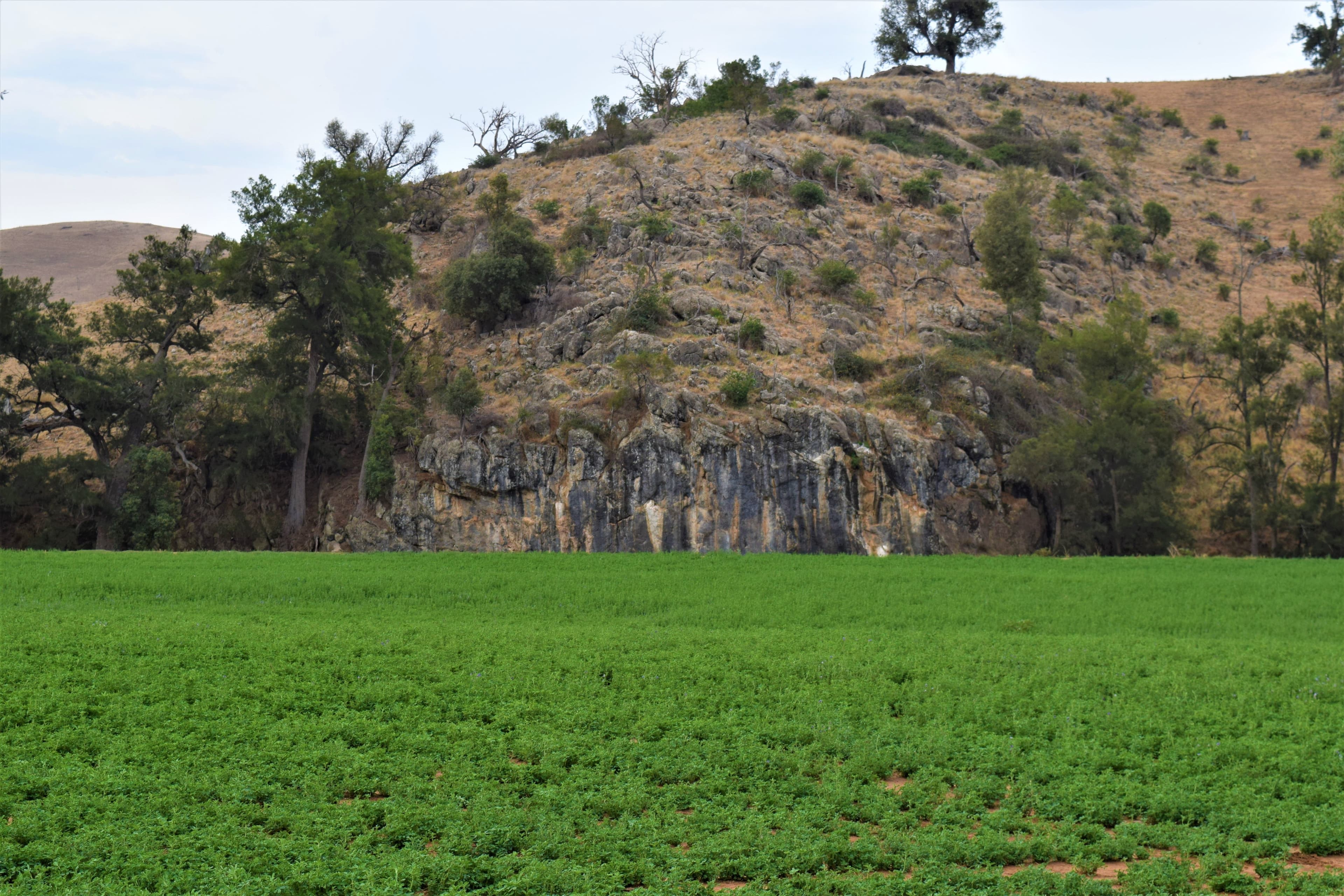 Belubula Park, Canowindra NSW 2804, Canowindra - Image 1