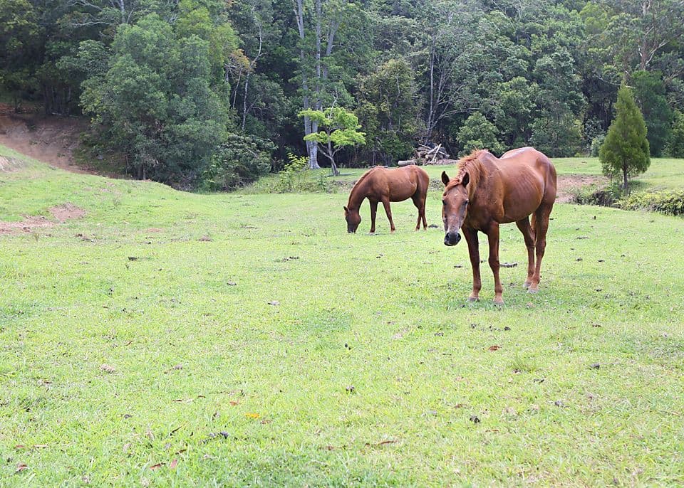 128 Syndicate Road, Tallebudgera Valley QLD 4228, Tallebudgera Valley - Thumbnail 3