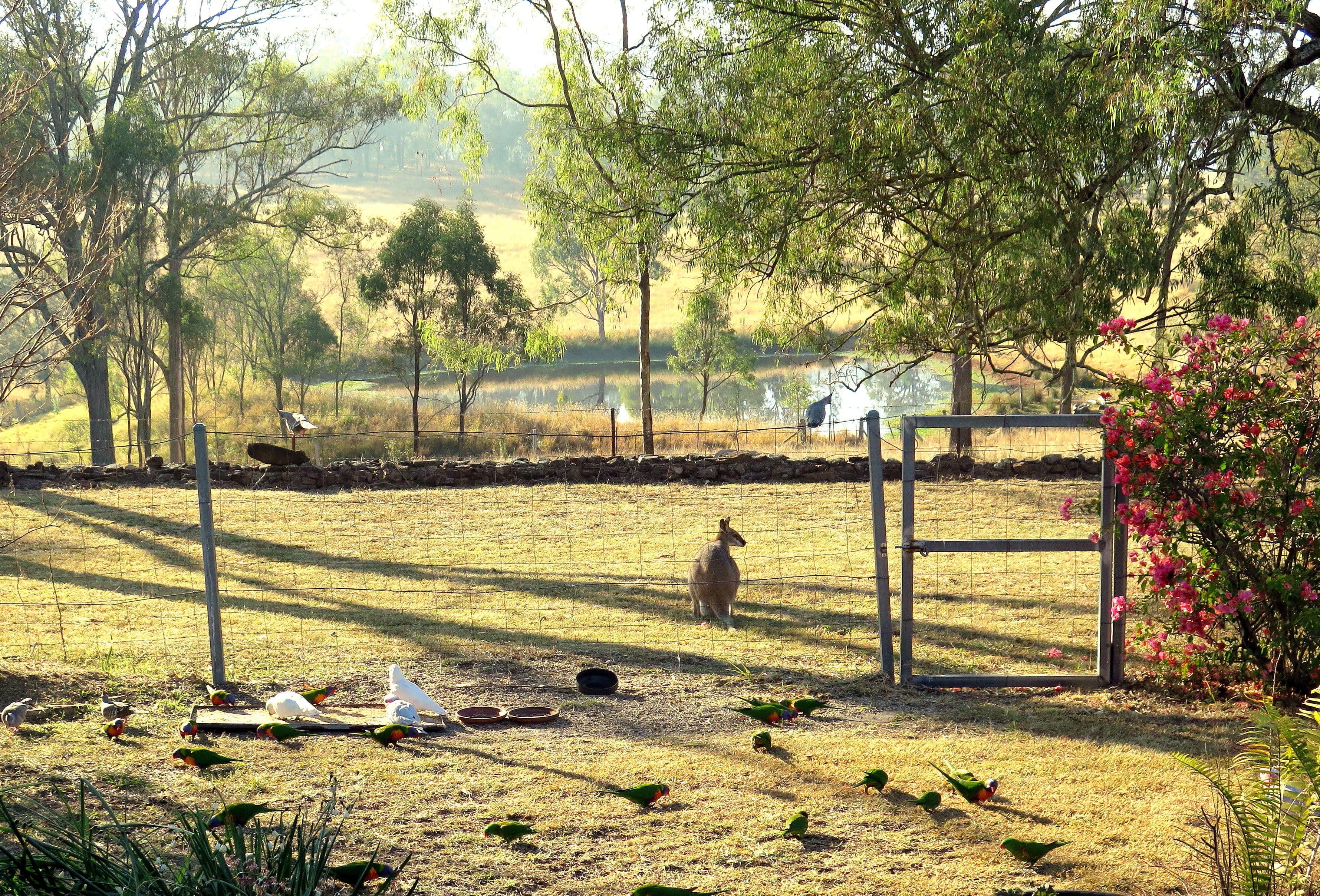 205 Bunjurgen Road, Bunjurgen QLD 4310, Bunjurgen - Thumbnail 2
