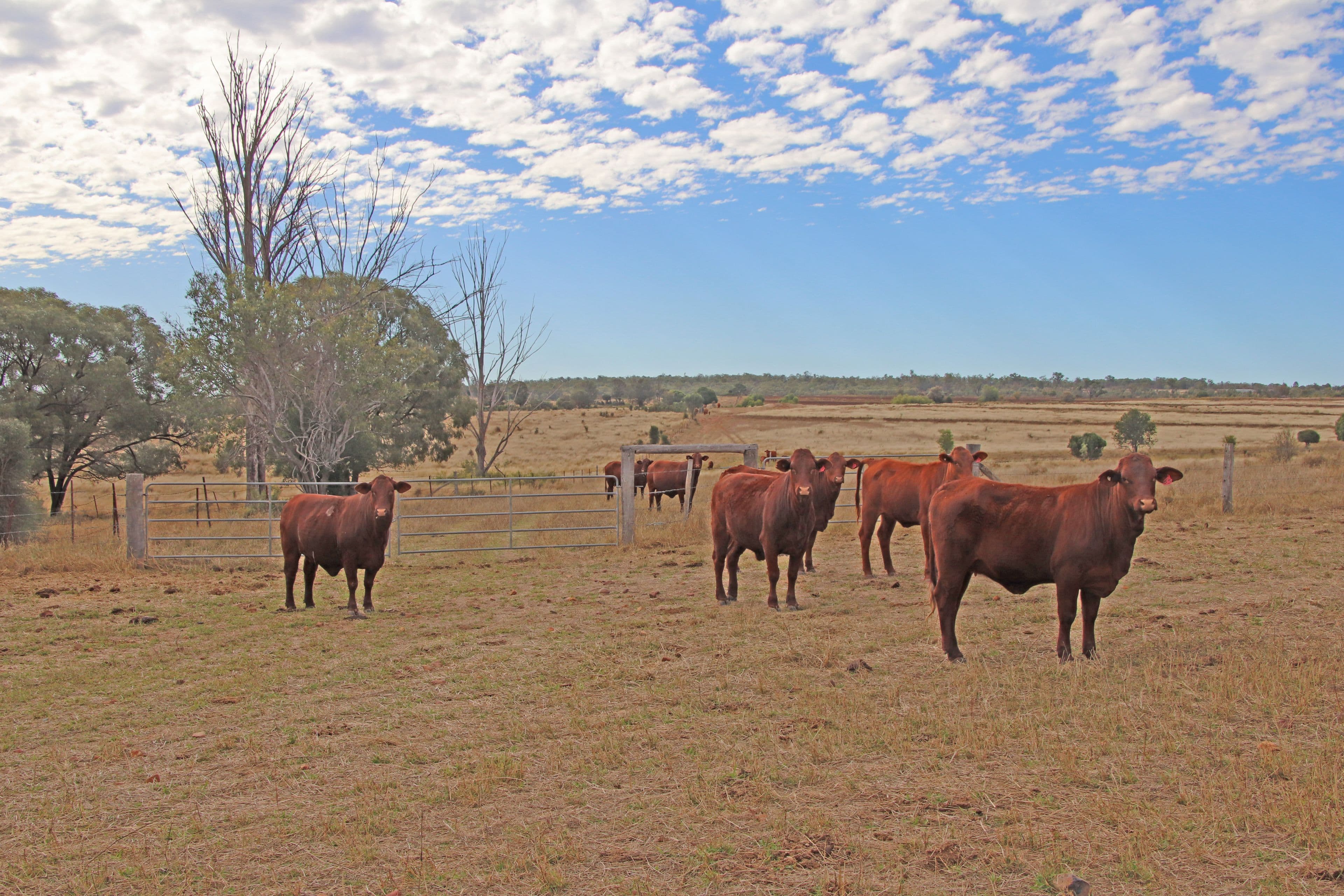 215 Fiveways Mount Eugene Road, Goovigen QLD 4702, Goovigen - Thumbnail 8