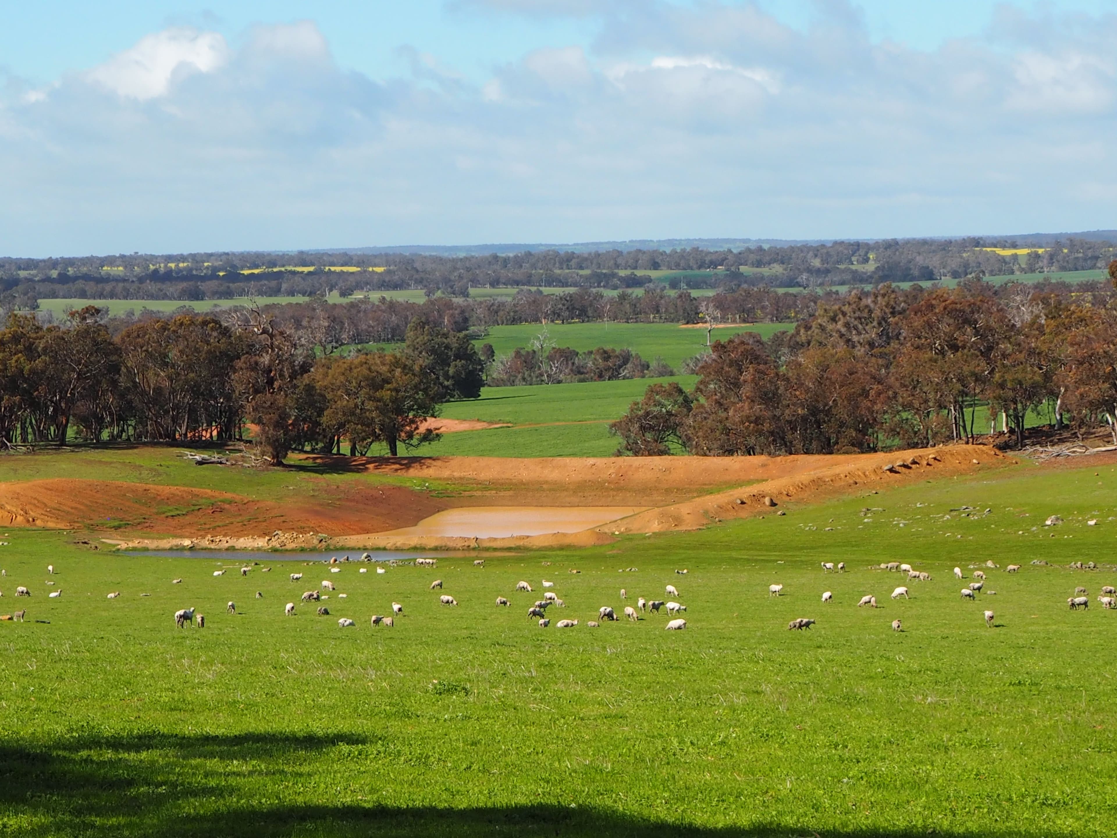 Tarwilli Collie-Changerup Road, Kojonup WA 6395, Kojonup - Thumbnail 8
