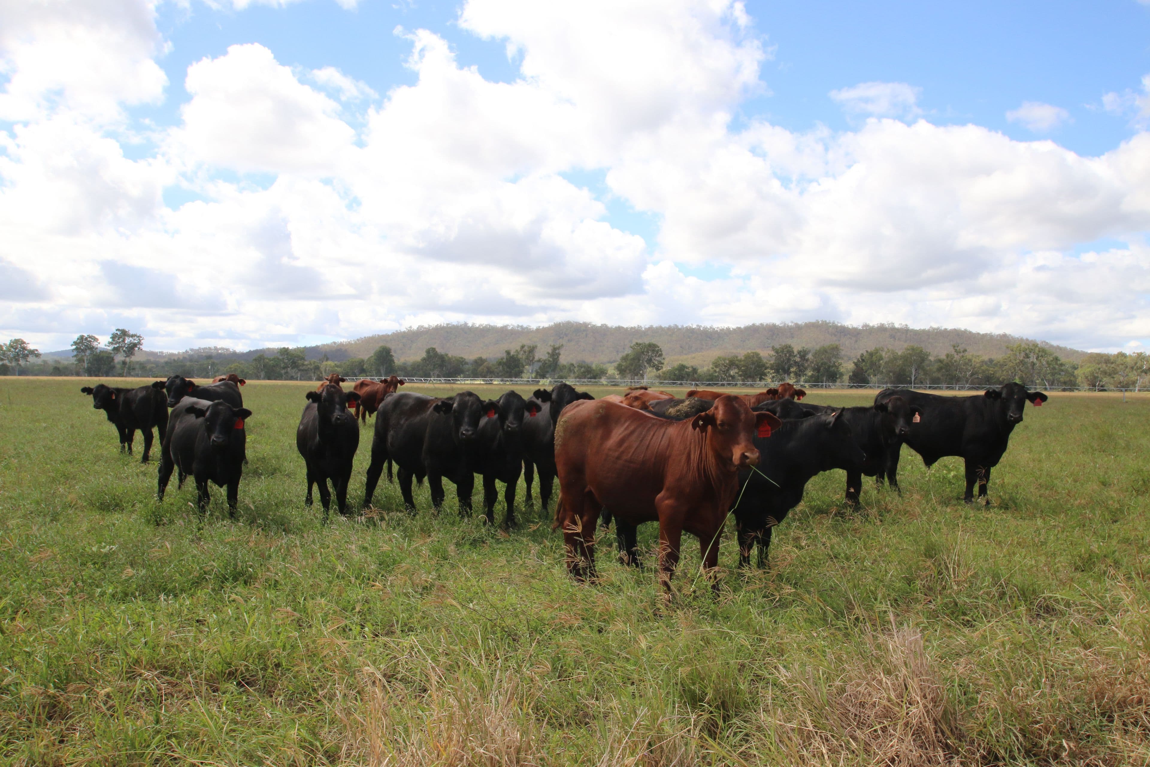 Monto QLD 4630, Monto - Thumbnail 2