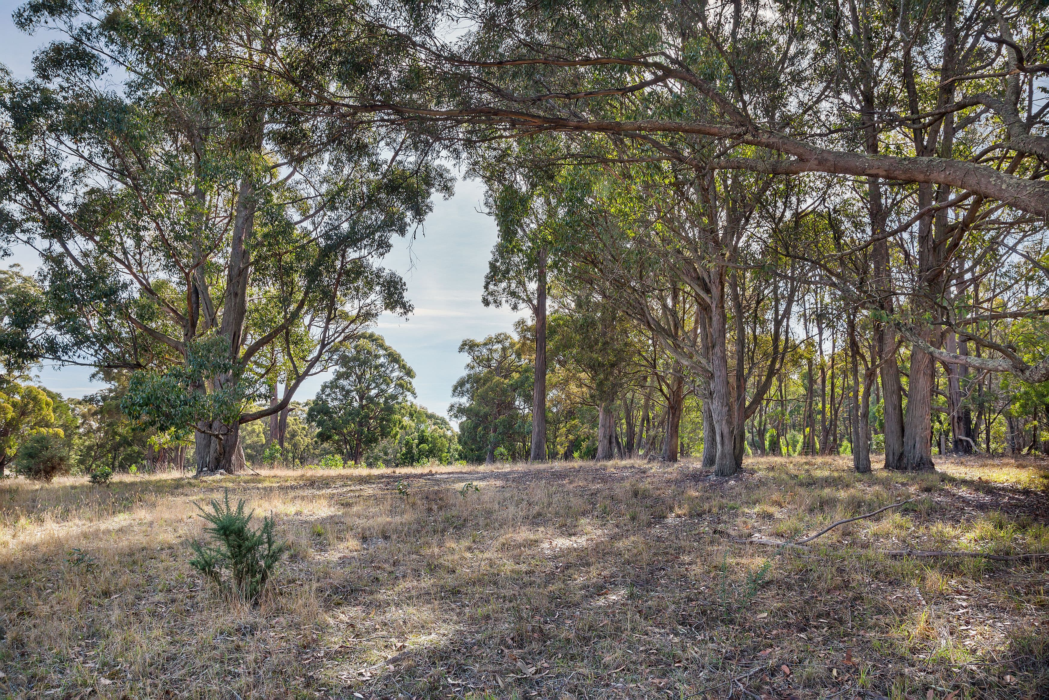 Lots 1 & 2 Yankee Flat Road, Mount Helen  Victoria  3350, Australia, Mount Helen - Thumbnail 4