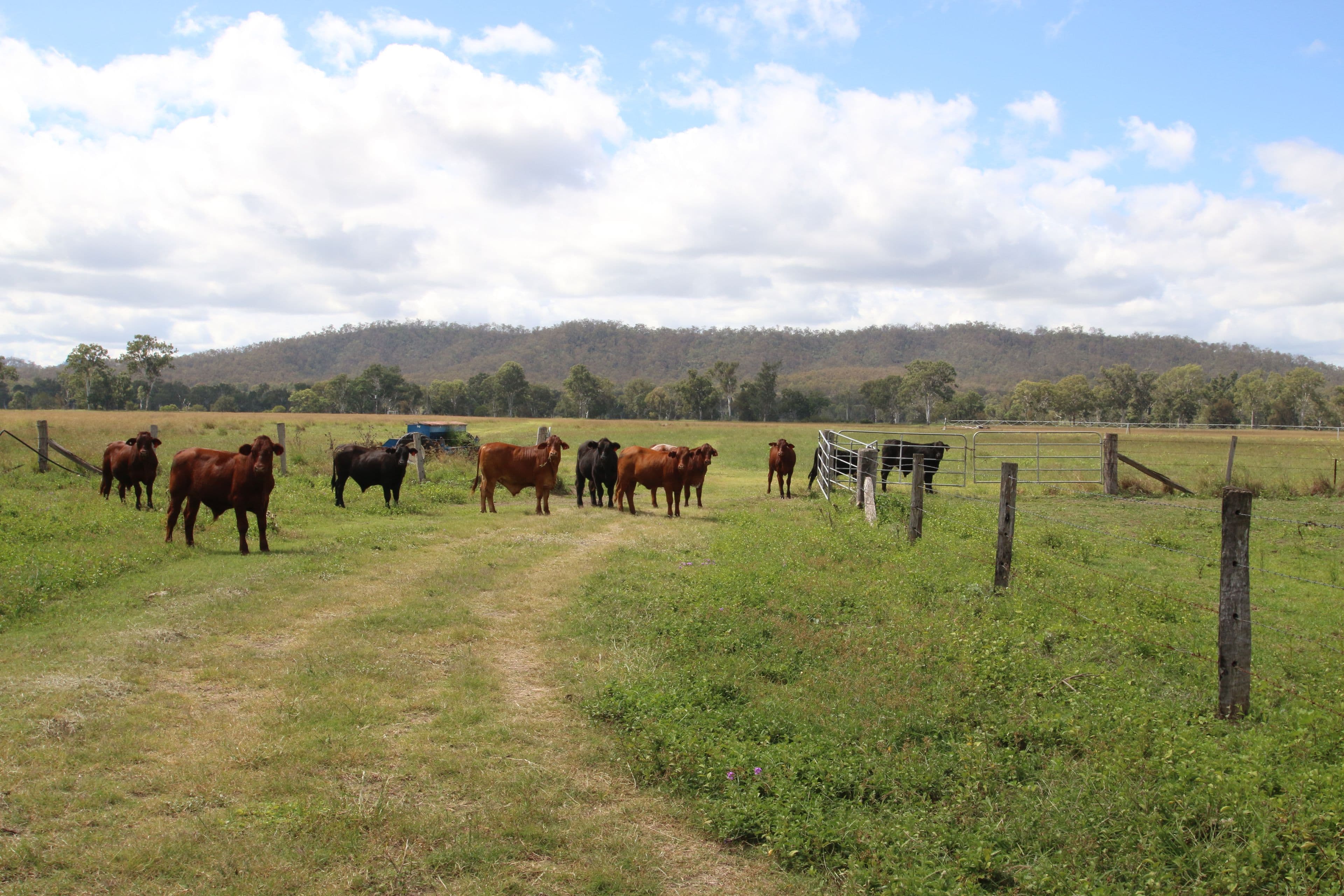 Monto QLD 4630, Monto - Thumbnail 6