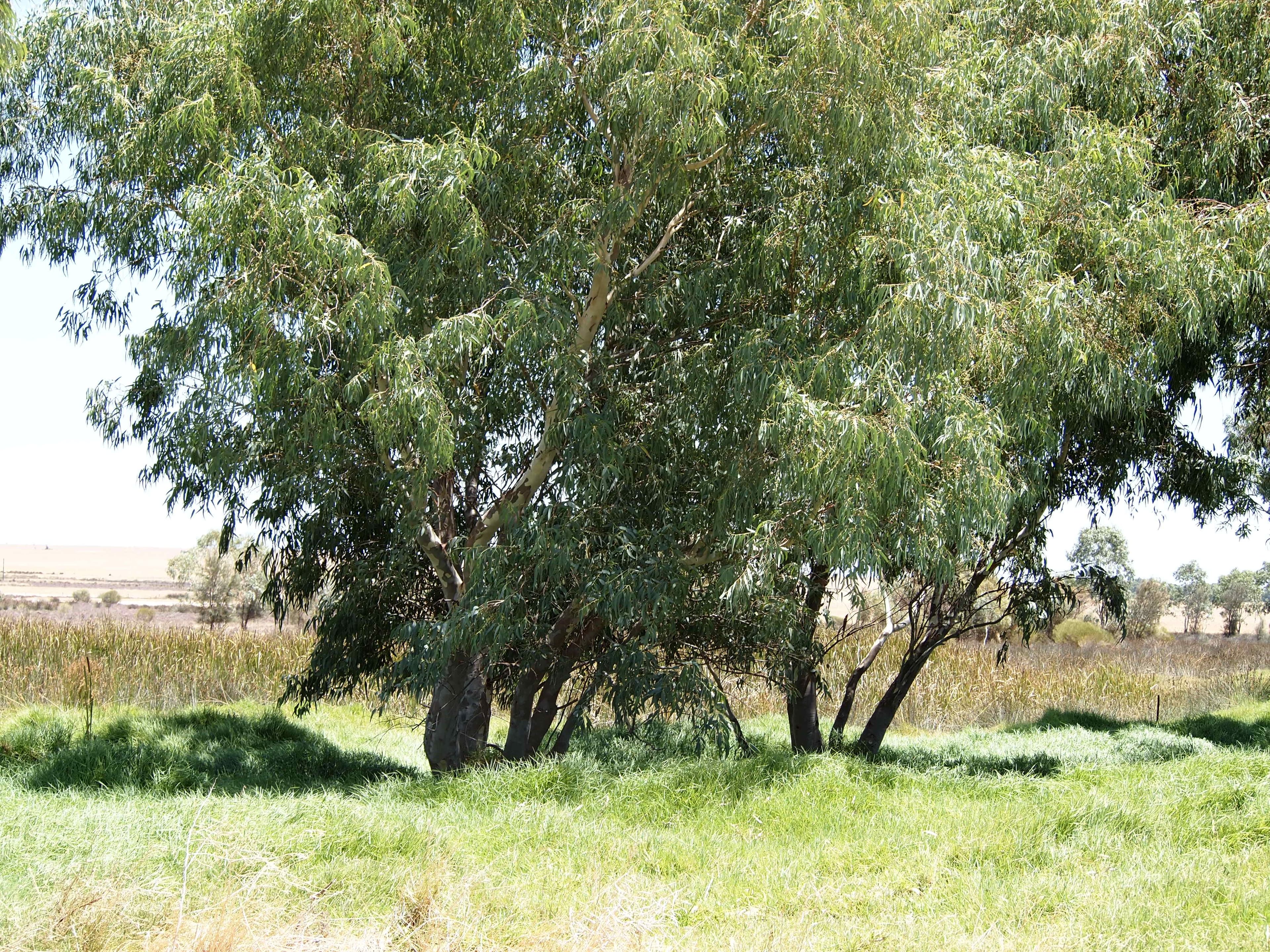 500 Dalwallinu West Road, Dalwallinu WA 6609, Dalwallinu - Thumbnail 8
