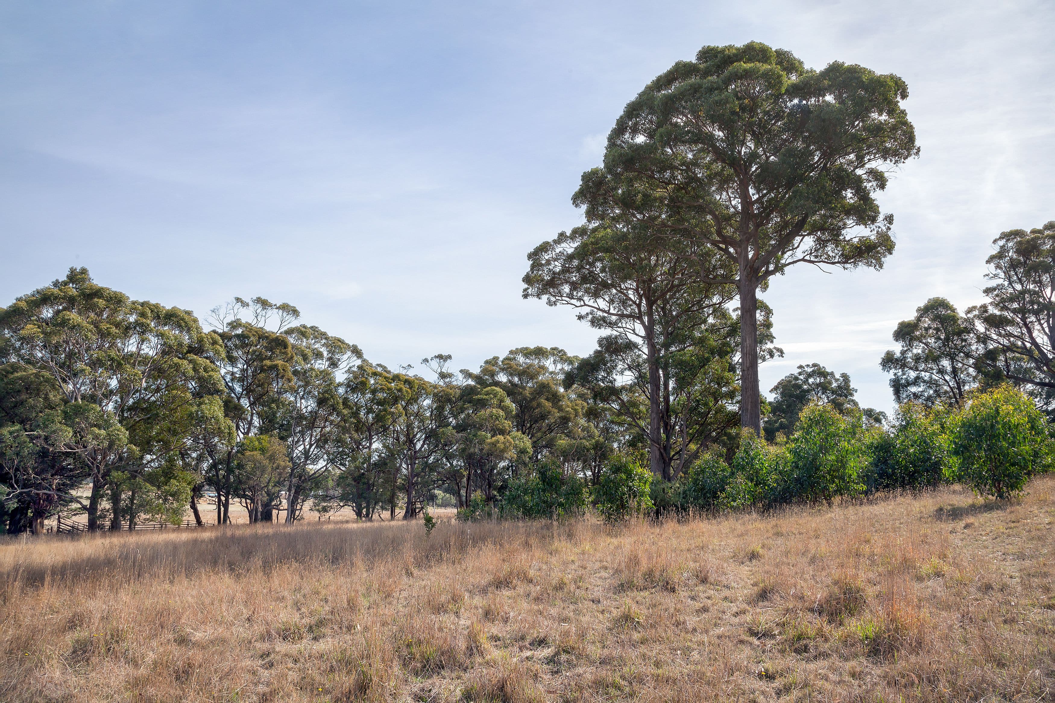Lots 1 & 2 Yankee Flat Road, Mount Helen  Victoria  3350, Australia, Mount Helen - Thumbnail 7