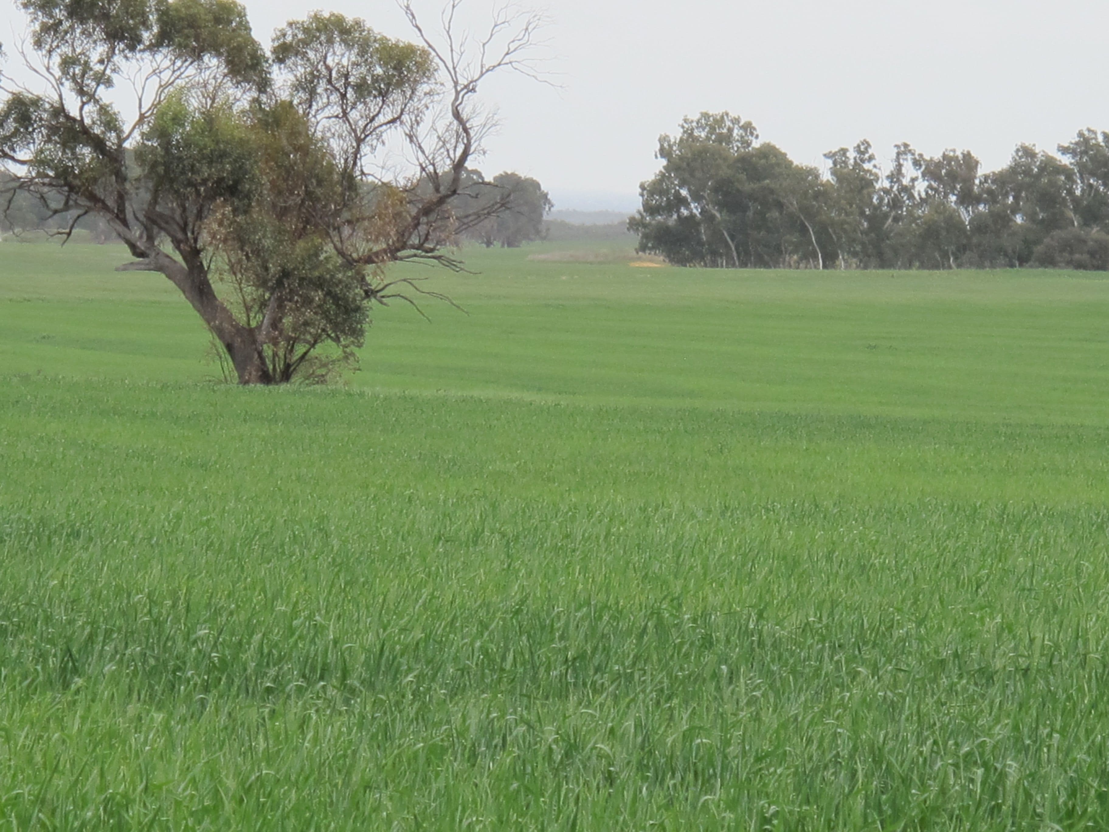 Balannada Farm Marchagee, COOROW WA 6515, Coorow - Thumbnail 7