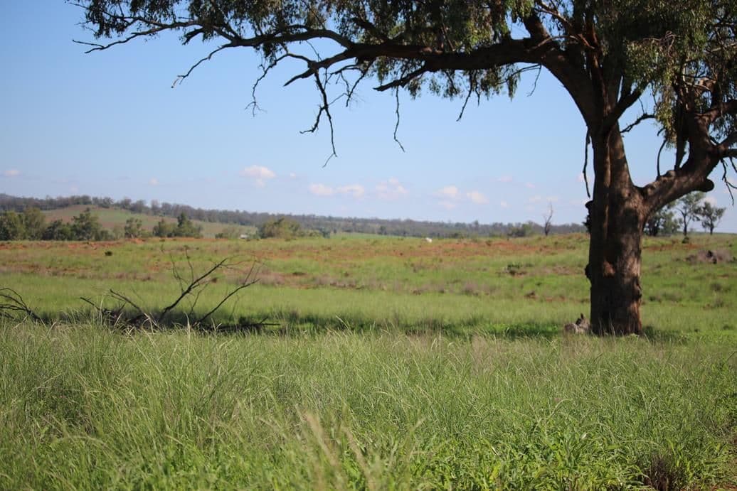 260 Royal Oak Road, Bingara NSW 2404, Bingara - Thumbnail 3