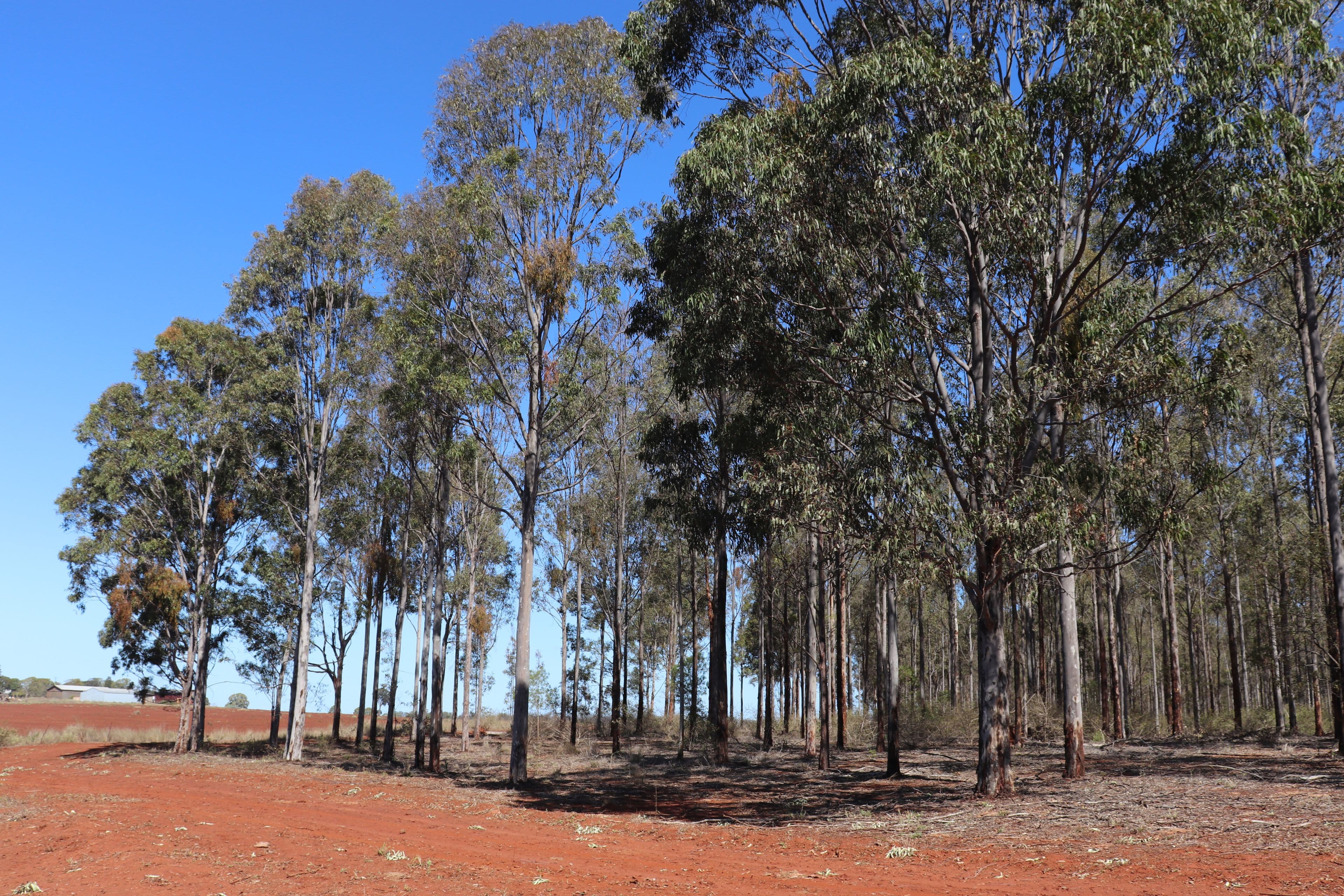 'Meredith' Forestry Road, Gurgeena QLD 4626, Gurgeena - Image 1