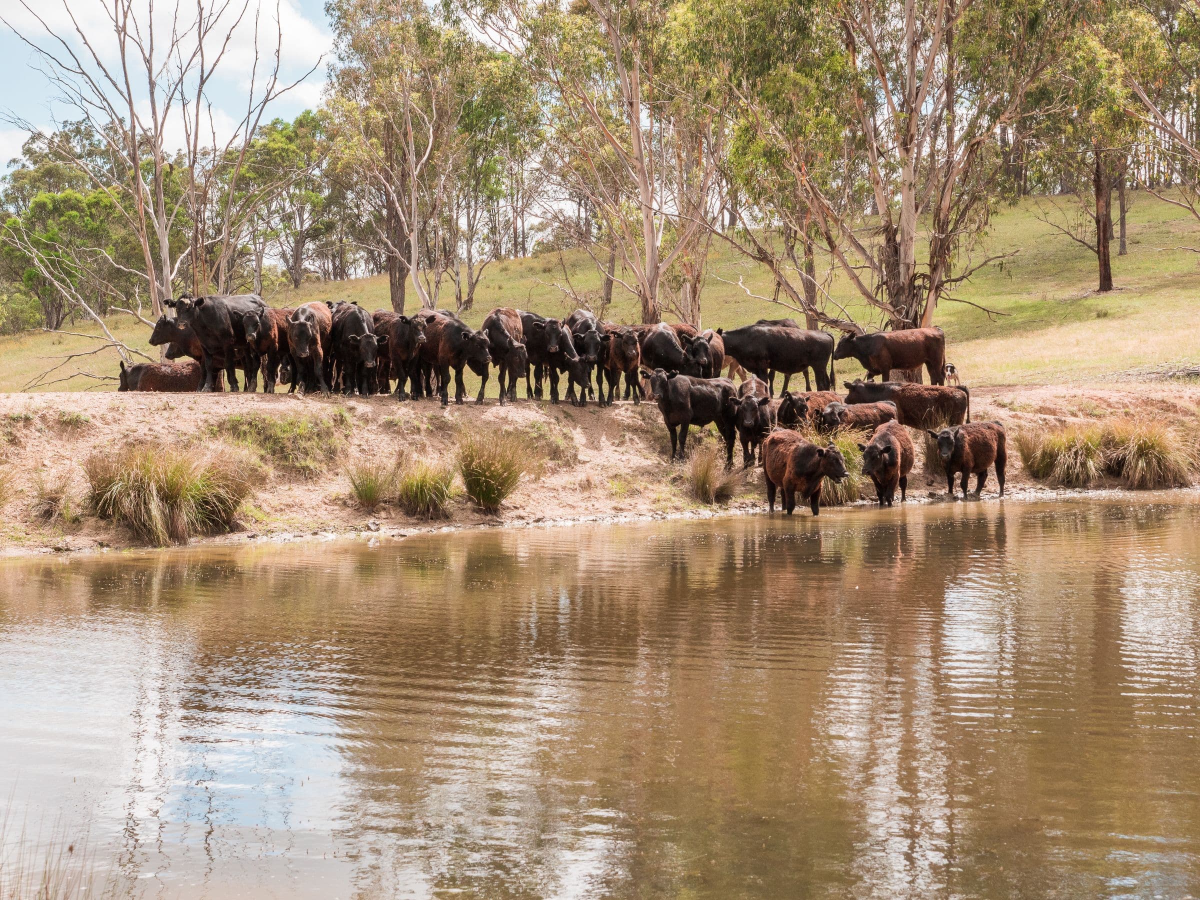 511 Long Swamp Road, Armidale NSW 2350, Armidale - Thumbnail 7