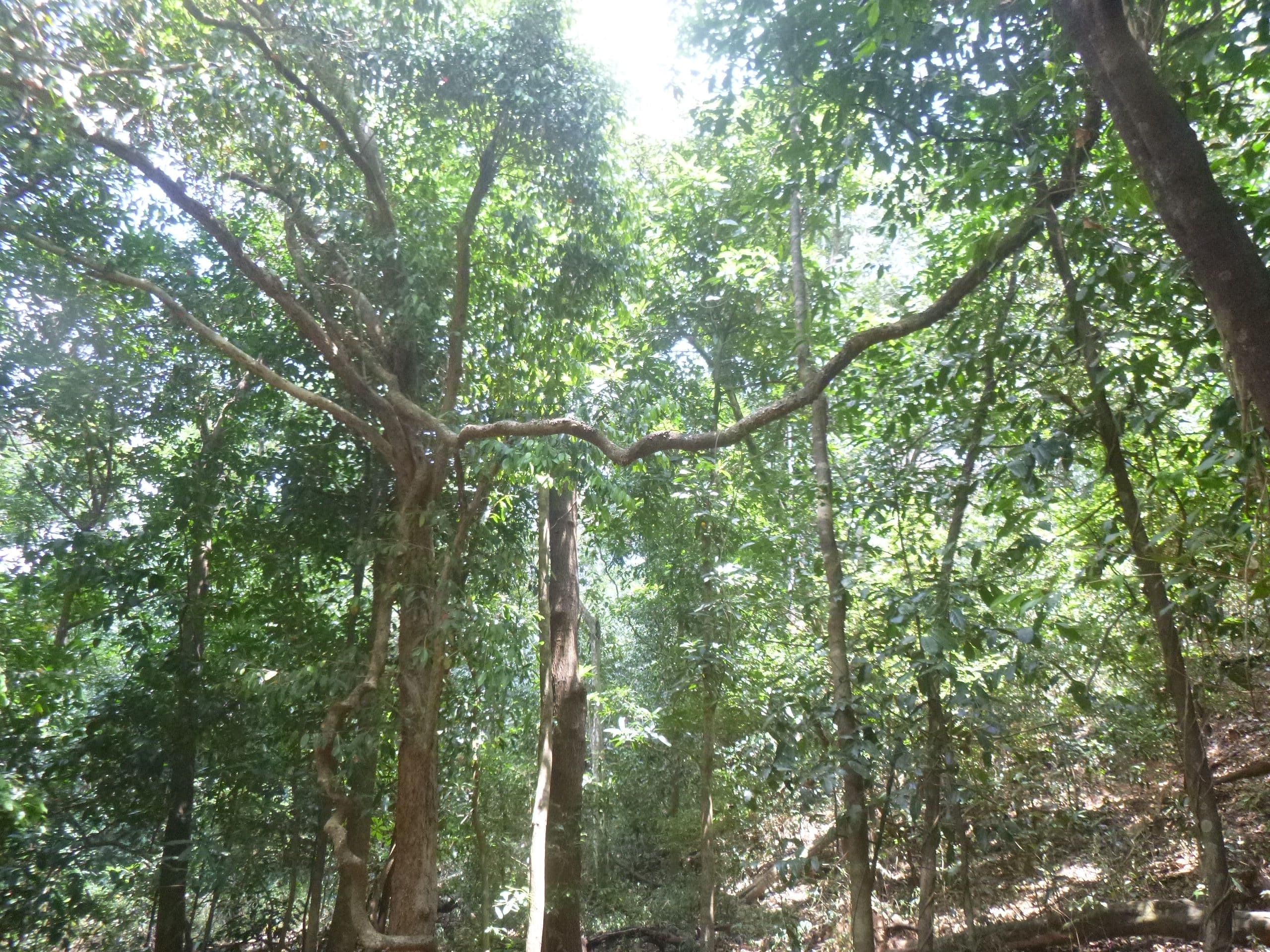 1957 Endeavour Valley Road, Cooktown QLD 4895, Cooktown - Image 1