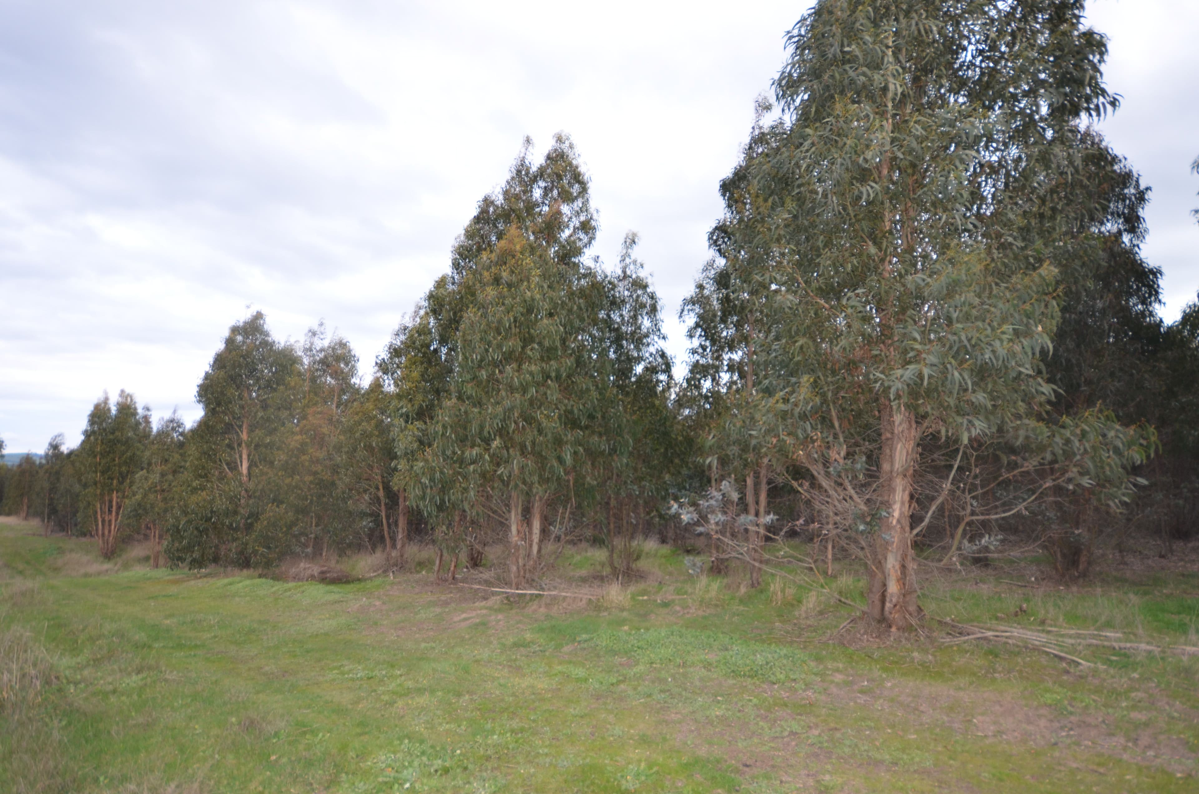 CA 46 Moreton Hill Road, SKIPTON VIC 3361, Skipton - Thumbnail 6