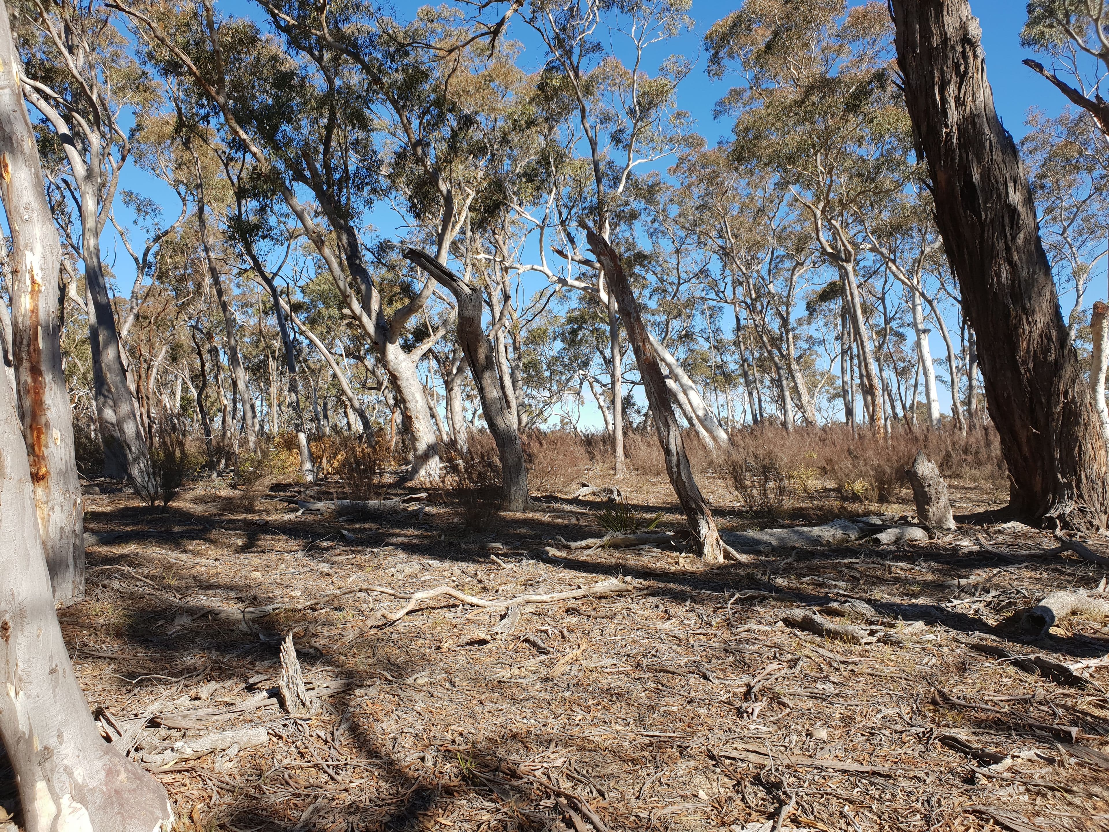 67 Stewarts Crossing Road, Braidwood NSW 2622, Braidwood - Thumbnail 8