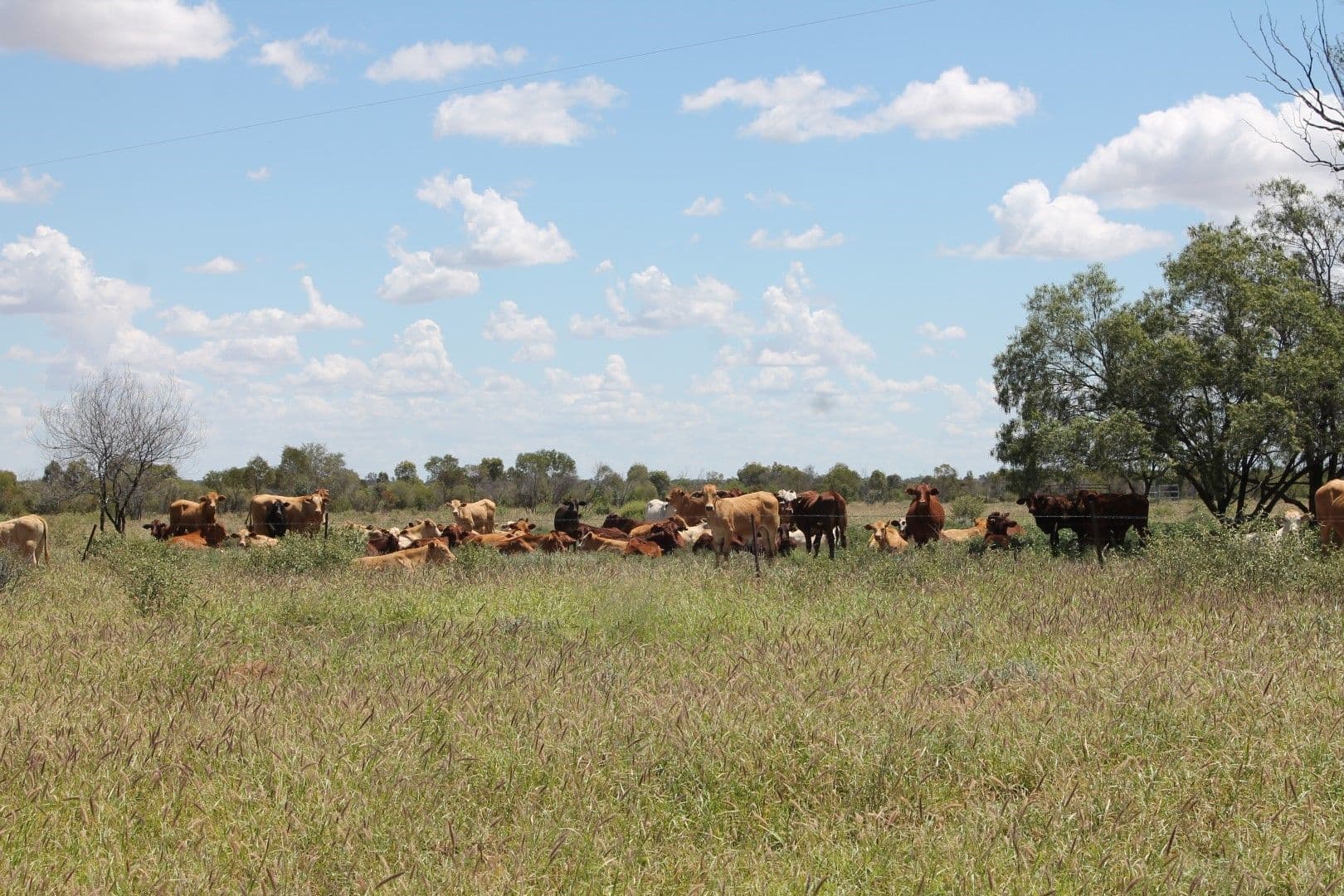 St George QLD 4487, St George - Thumbnail 3