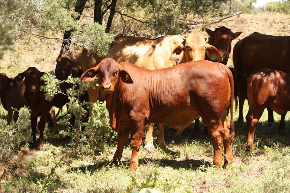 "Bardia" 2627 Baralaba-Rannes Road, BARALABA QLD 4702, Baralaba - Thumbnail 4