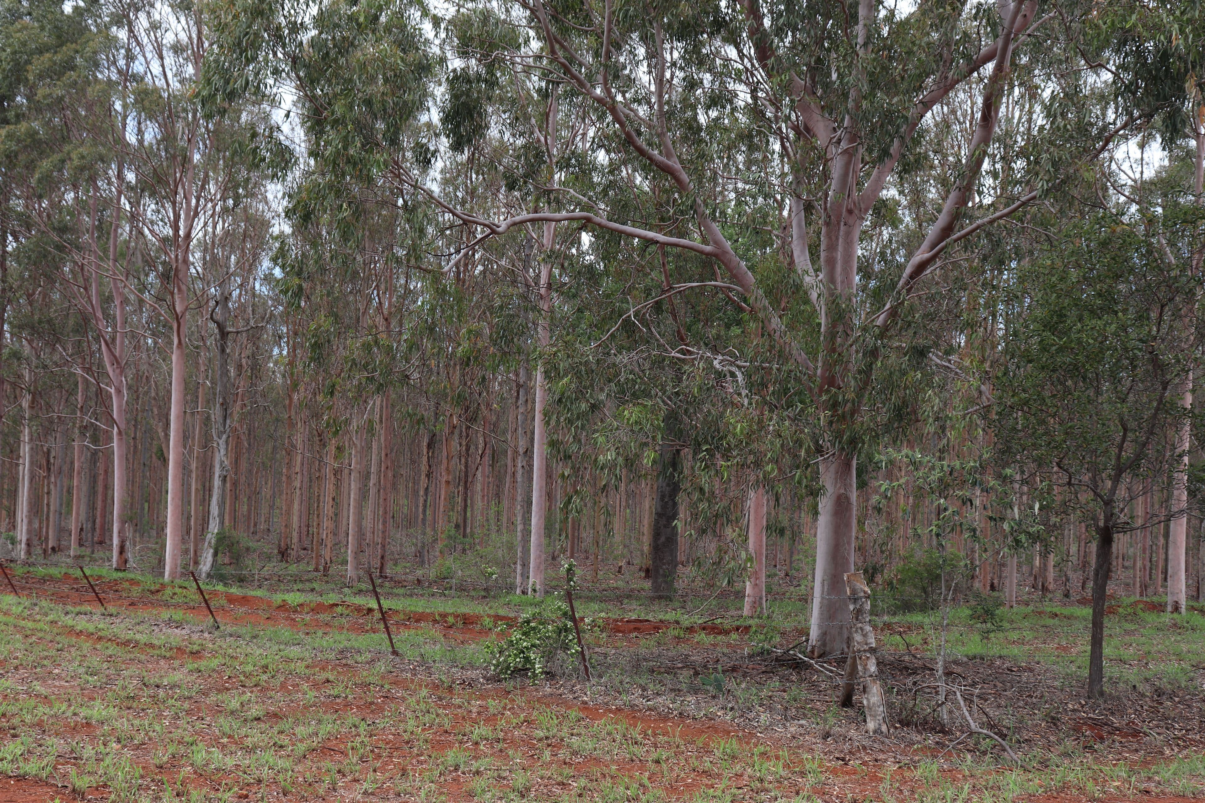 'Hooper' Burnett Highway, Binjour QLD 4625, Binjour - Thumbnail 3