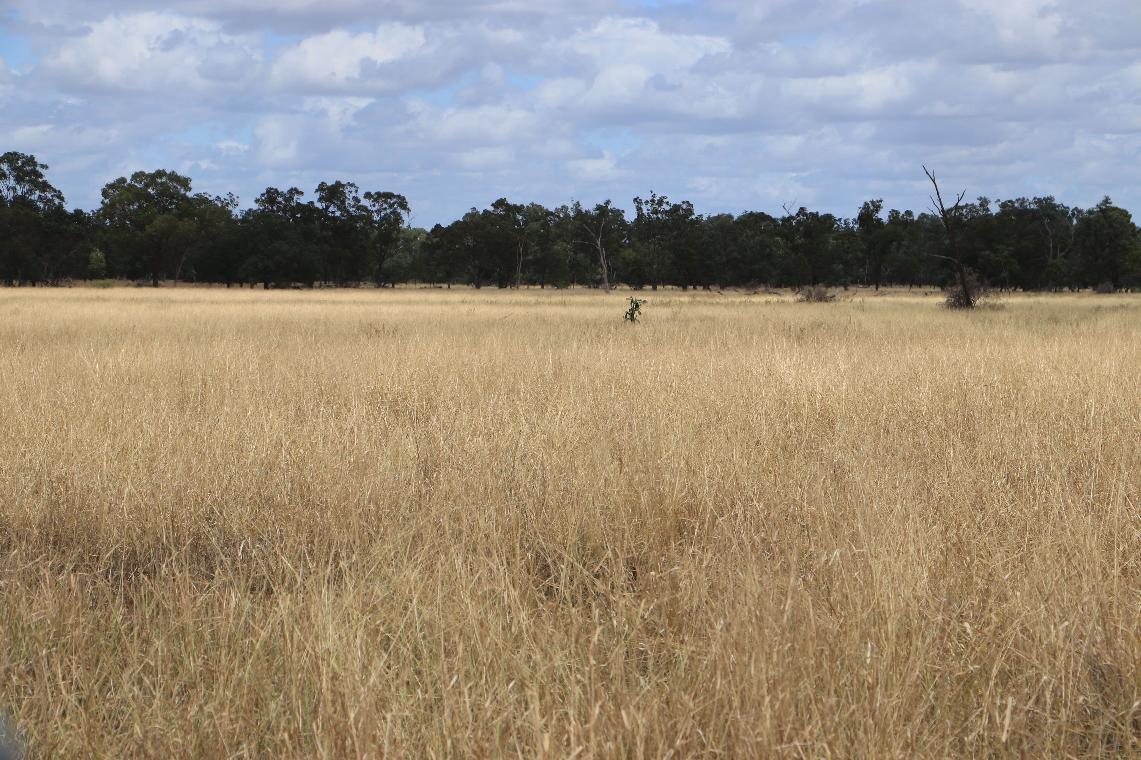 445 Six Mile Road, Roma QLD 4455, Roma - Thumbnail 3