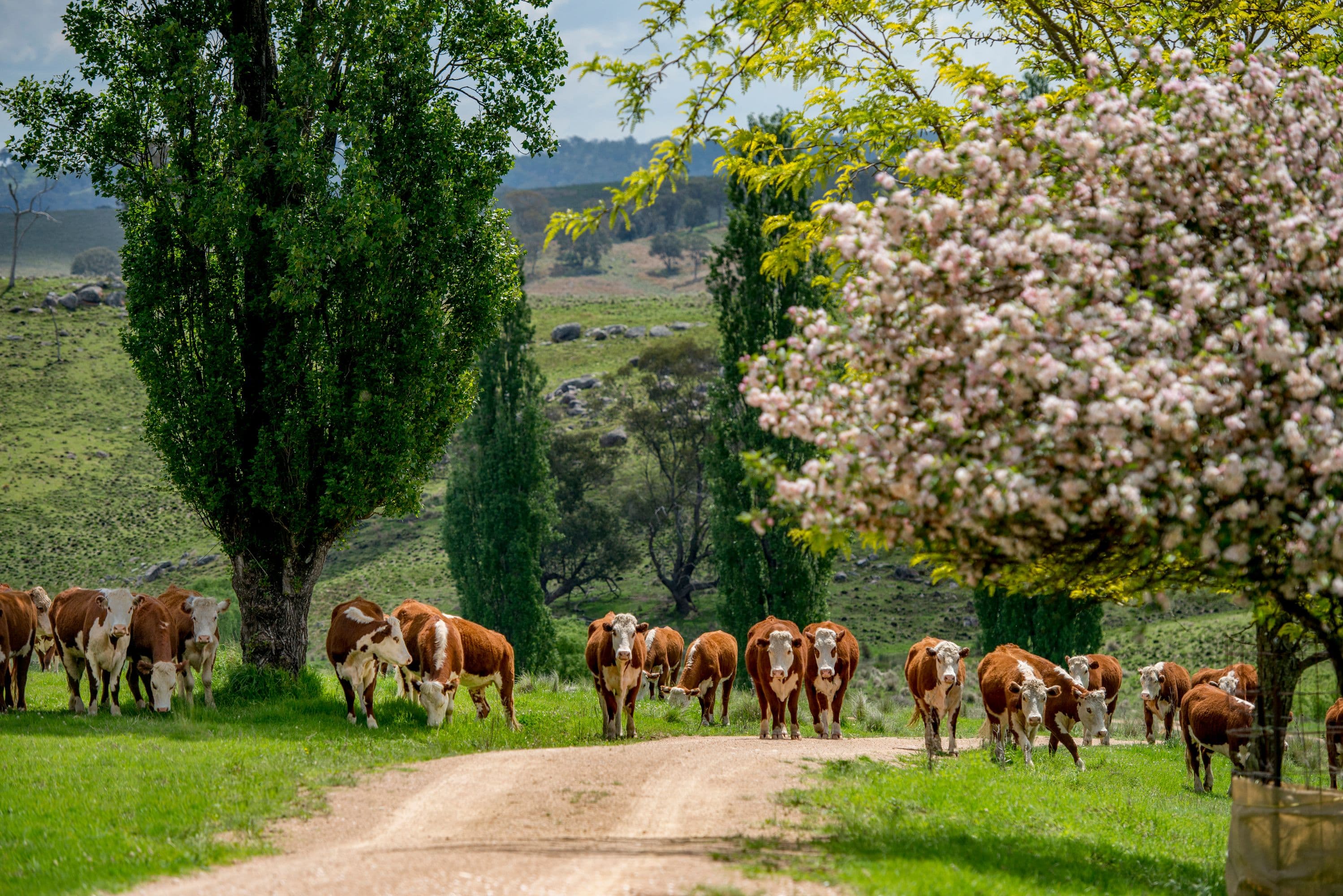 1043 Billirimba Road, Tenterfield NSW 2372, Tenterfield - Image 1