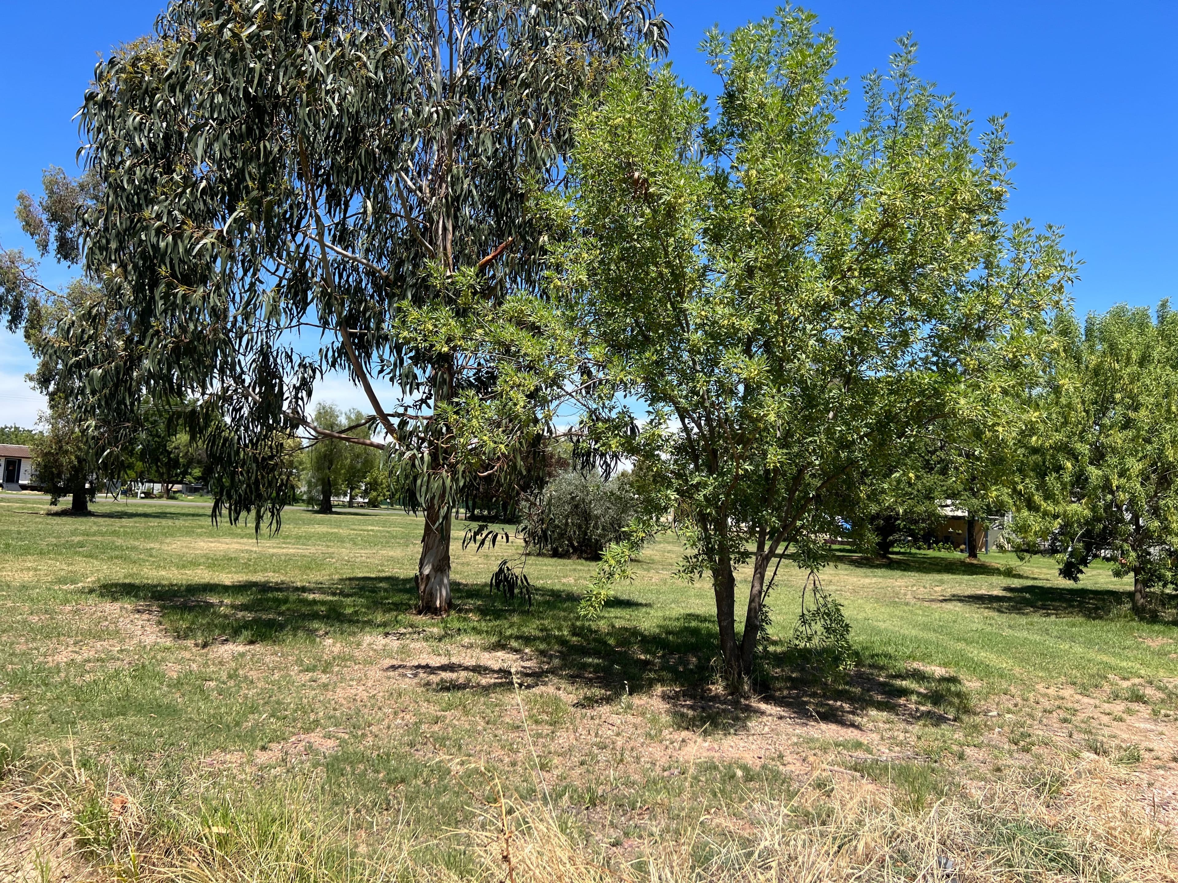 27 Oberon Street, Eugowra NSW 2806, Eugowra - Thumbnail 6
