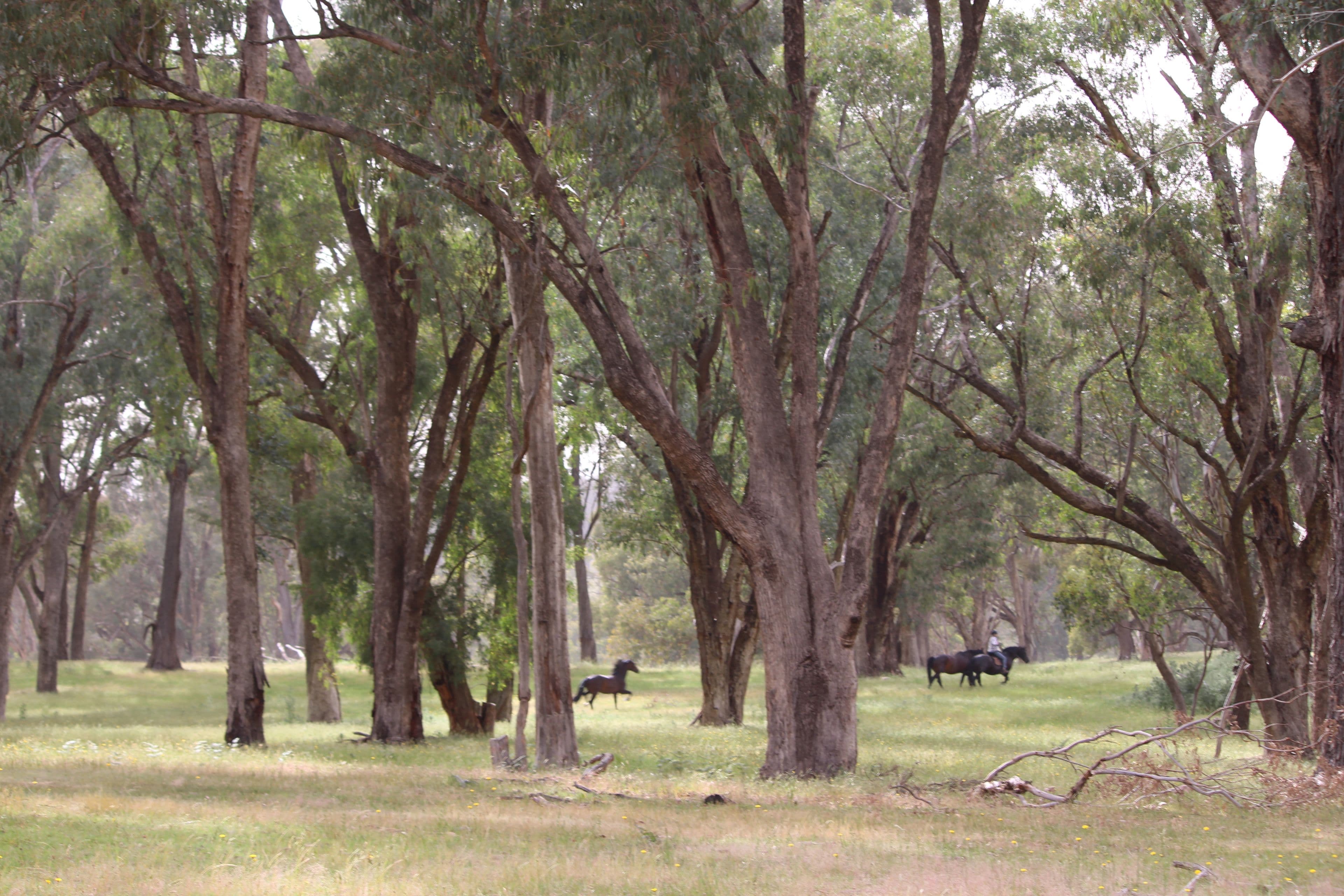 1126 Munderoo Road, Munderoo NSW 2653, Munderoo - Thumbnail 4