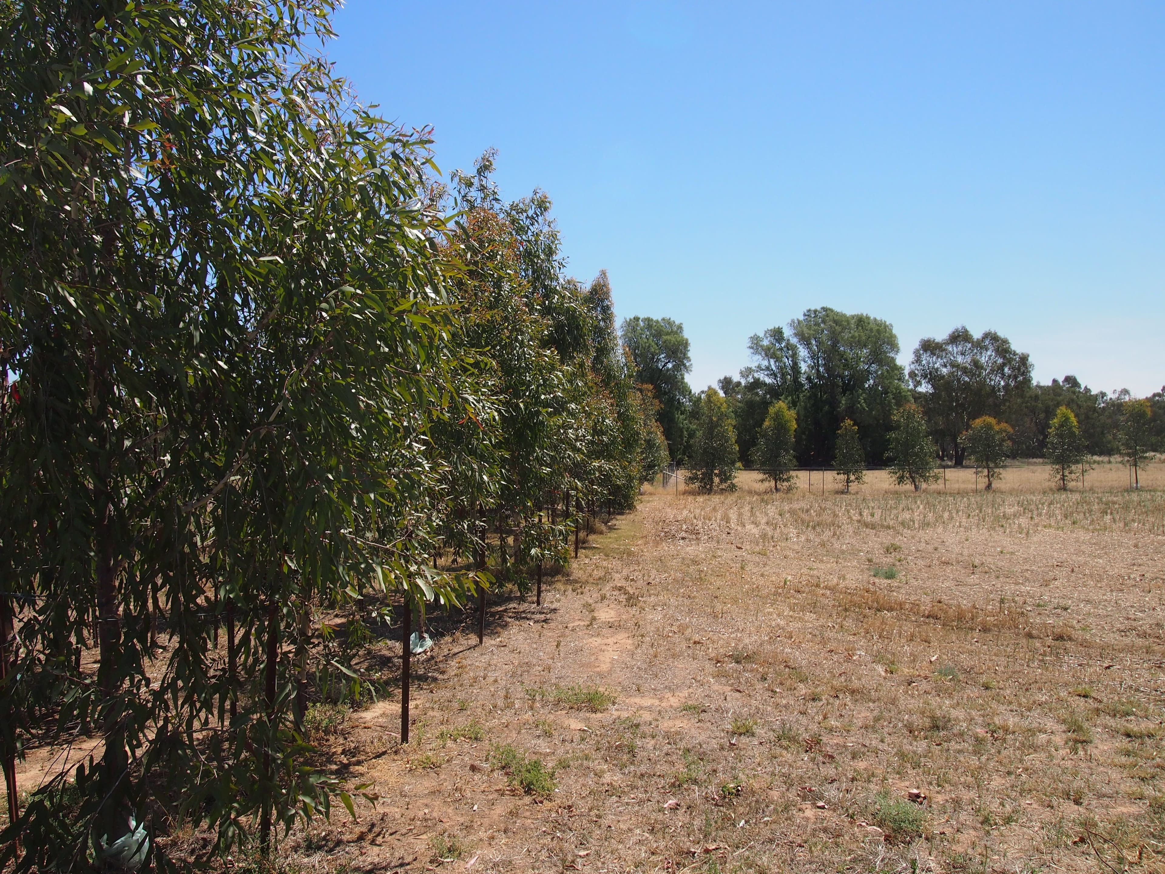 Lot 16 North Forbes Road, Condobolin NSW 2877, Condobolin - Thumbnail 3