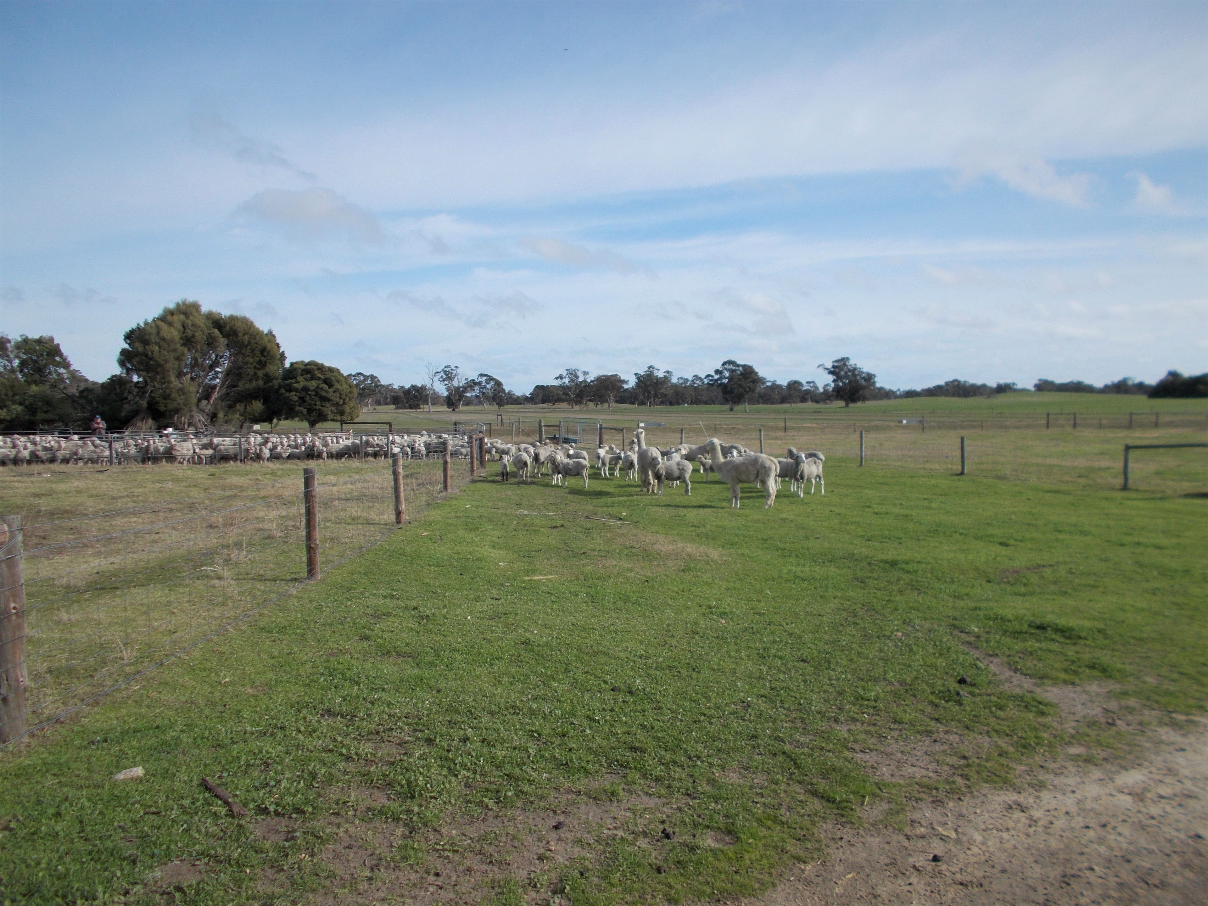 469 Cadell Road, Western Flat SA 5268, Western Flat - Thumbnail 4