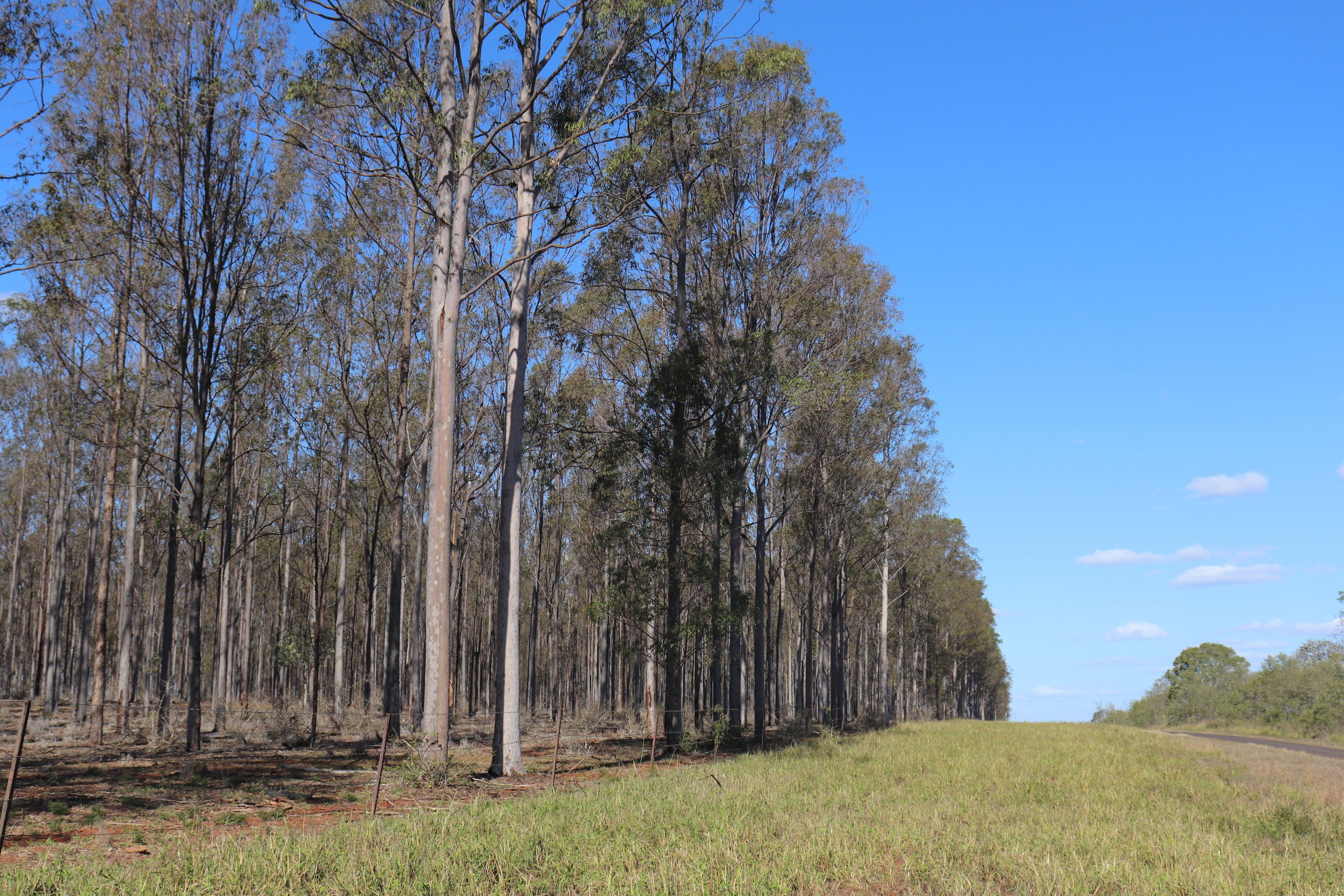 3 Offerings Top Gurgeena Road, Gurgeena QLD 4626, Gurgeena - Thumbnail 2
