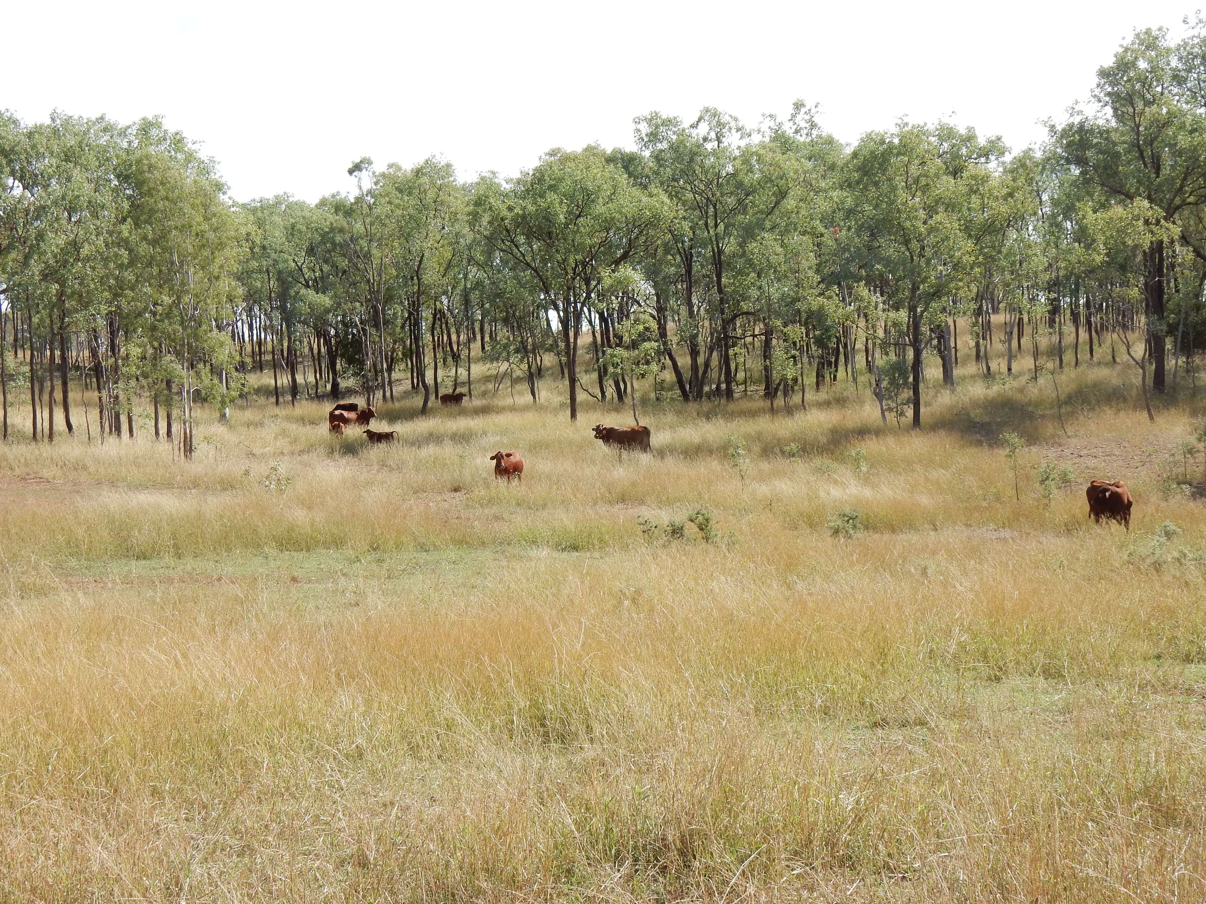 Thangool QLD 4716, Thangool - Thumbnail 7