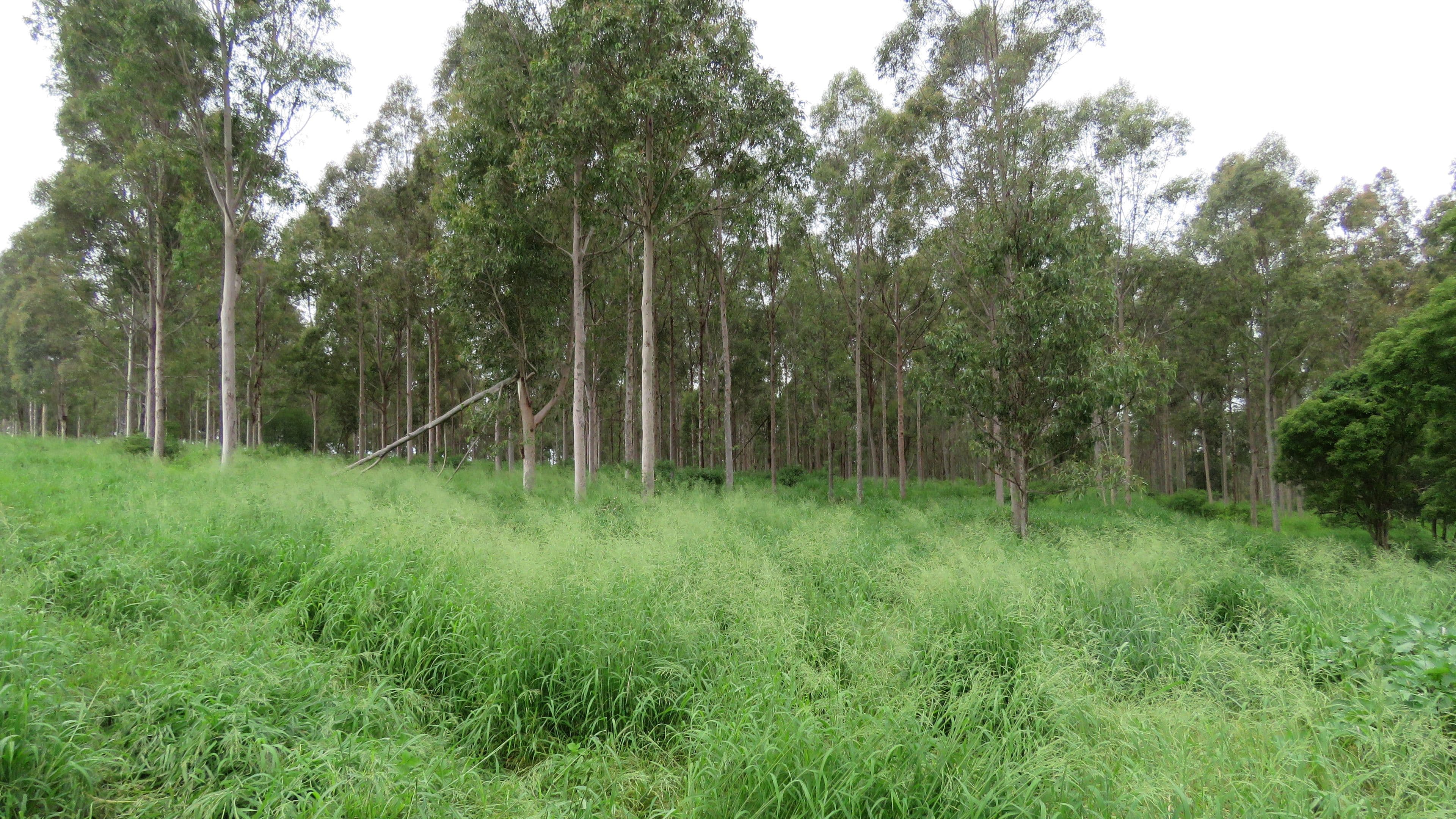 Lot 4 Pedersens Road, Cushnie QLD 4608, Cushnie - Thumbnail 4