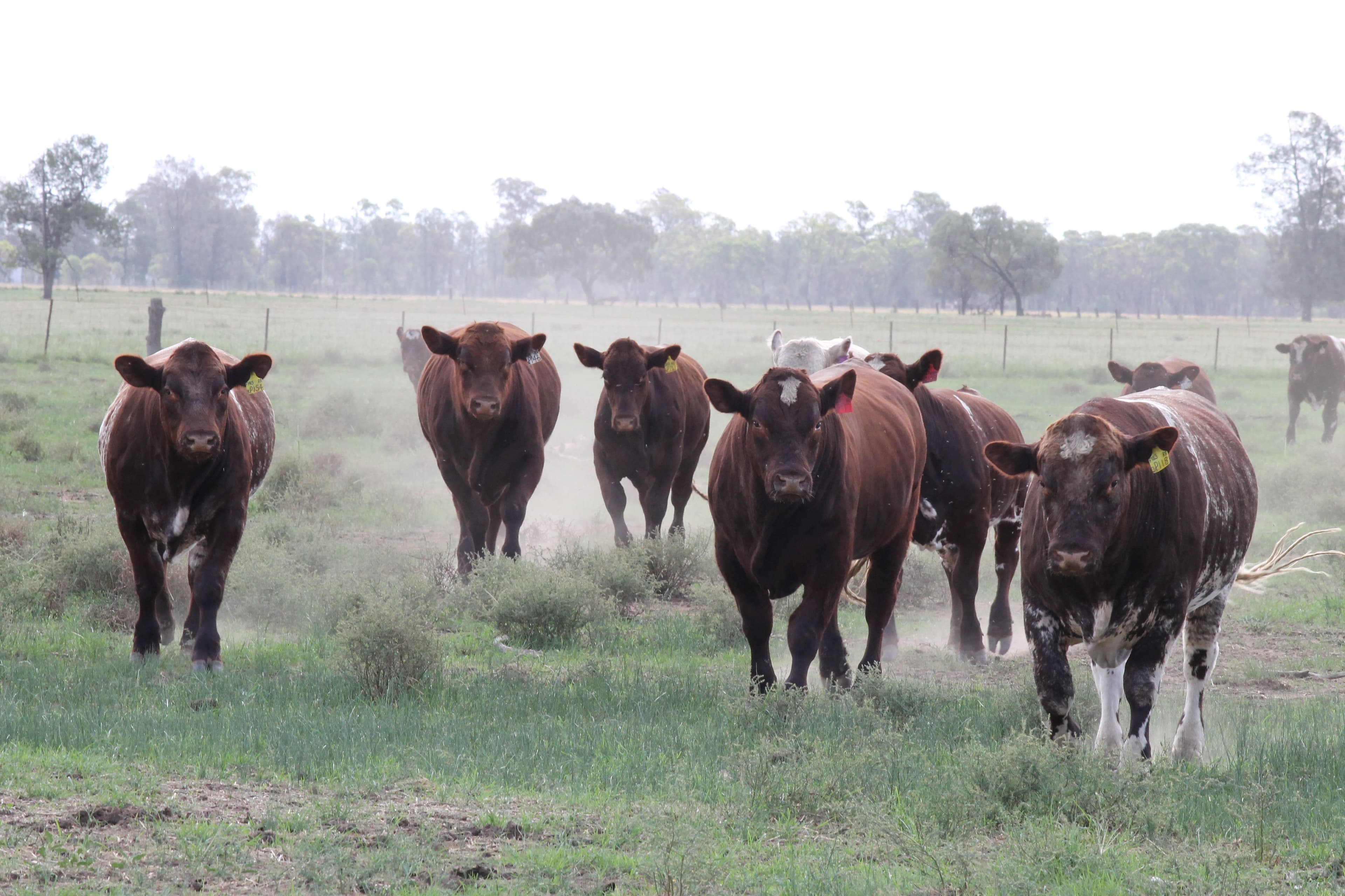 Nerokewa 79 Reakes Road, Condobolin NSW 2877, Condobolin - Image 1