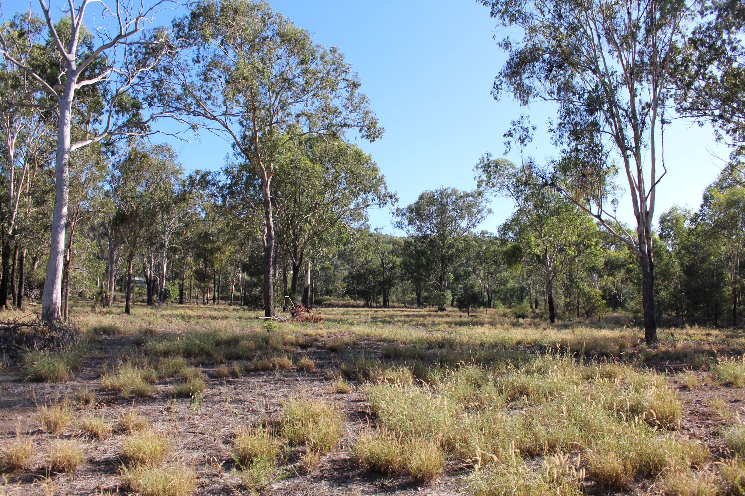 Lot 171 Bruce Highway, MARMOR QLD 4702, Marmor - Thumbnail 5