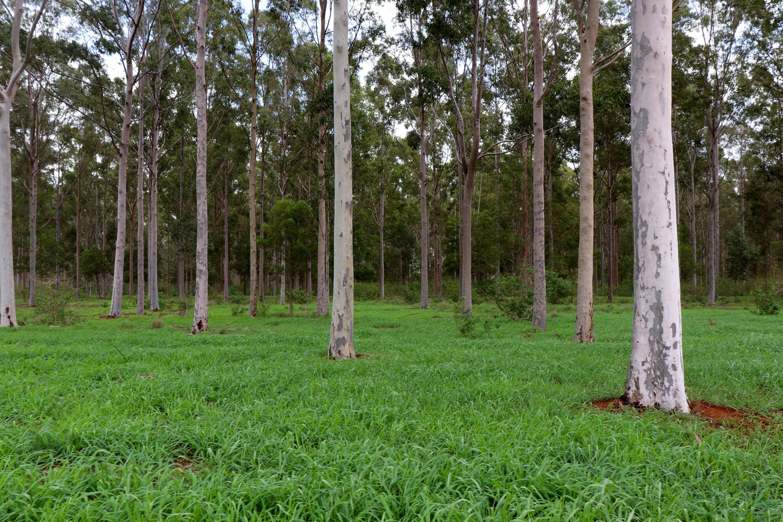 Lot 189 Birt Road, Memerambi QLD 4610, Memerambi - Image 1