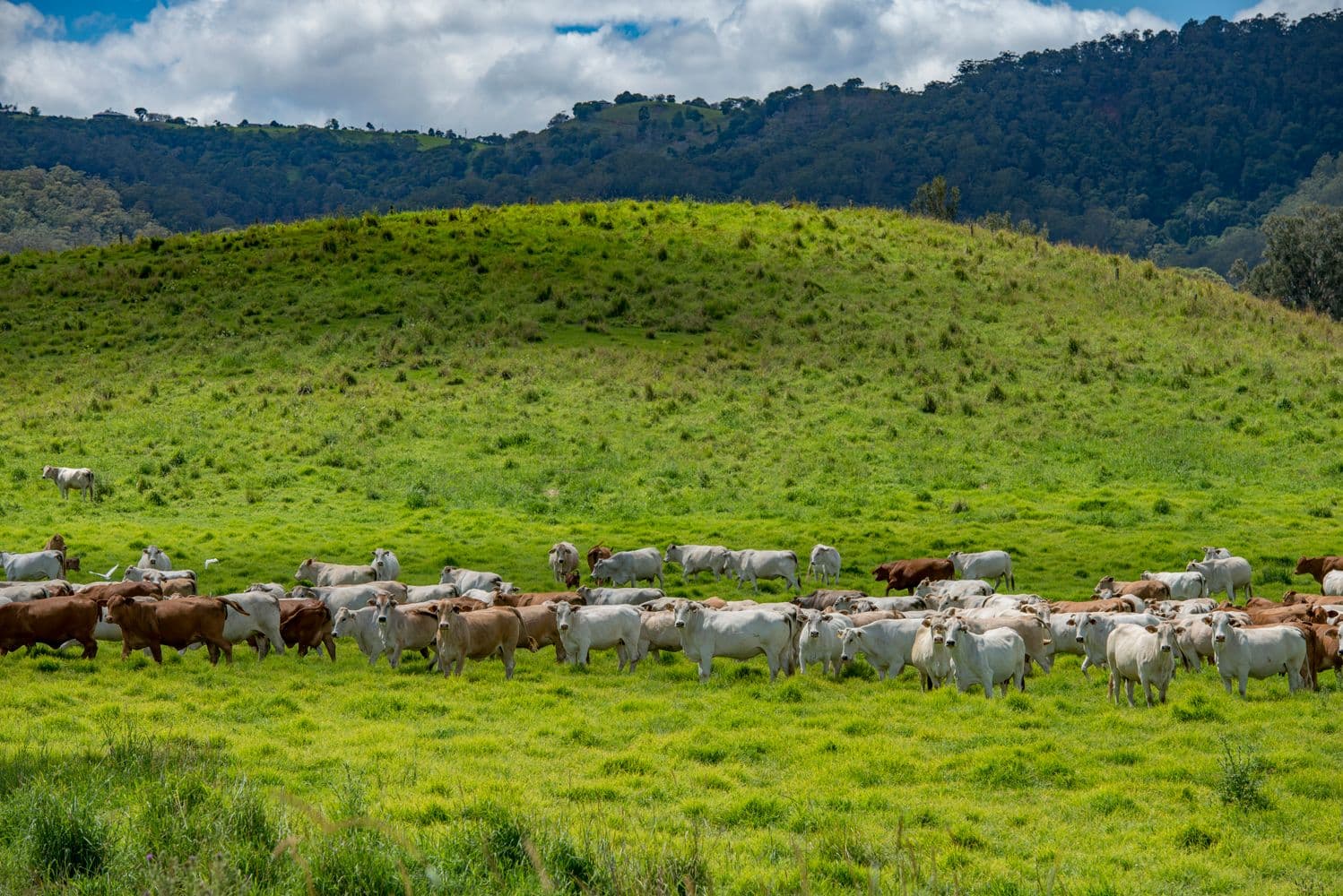 536 Aherns Road, Conondale QLD 4552, Conondale - Thumbnail 2