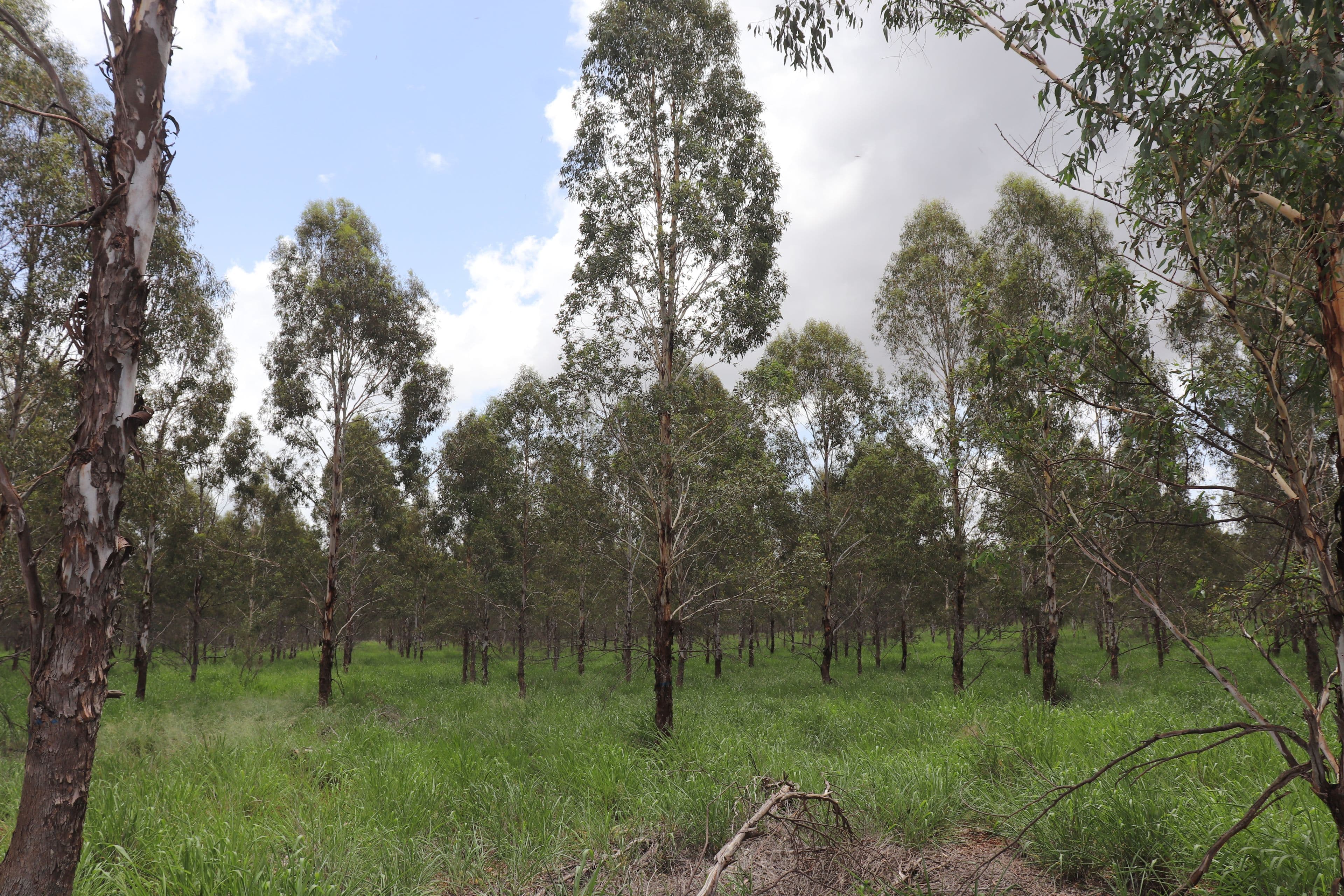 Lot 2 Ogilvy Road, Wooroolin QLD 4608, Wooroolin - Thumbnail 3