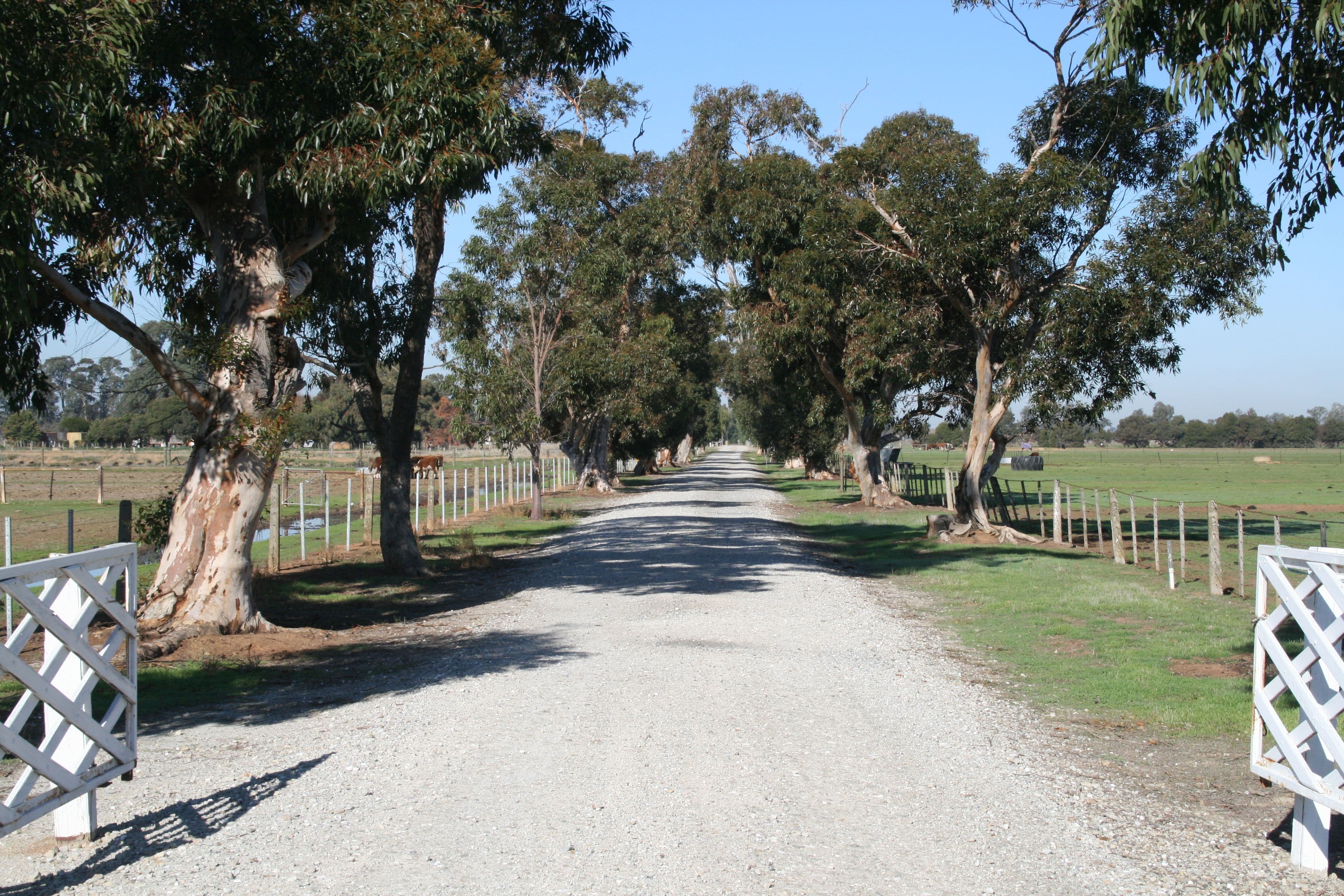 1239 McBain Road, Tongala VIC 3621, Tongala - Image 1