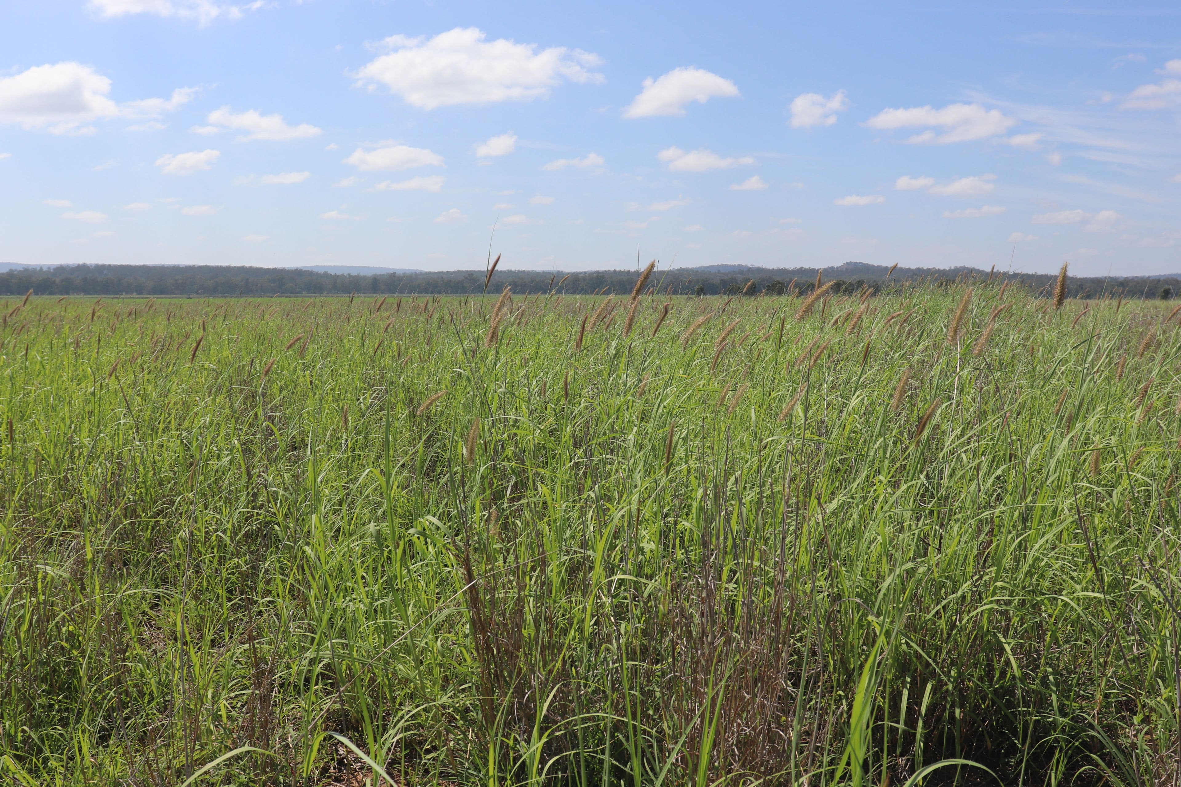 Belmore 24962 Burnett Highway, Eidsvold QLD 4627, Eidsvold - Image 1