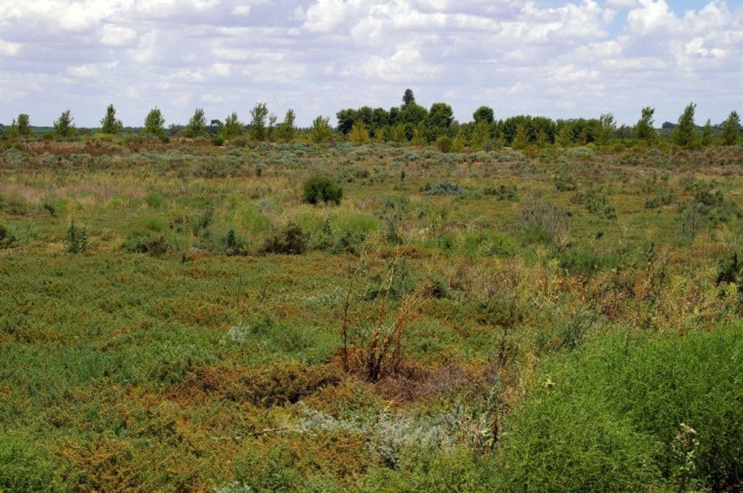 Lot 1 Wentworth Road, Renmark SA 5341, Renmark - Image 1