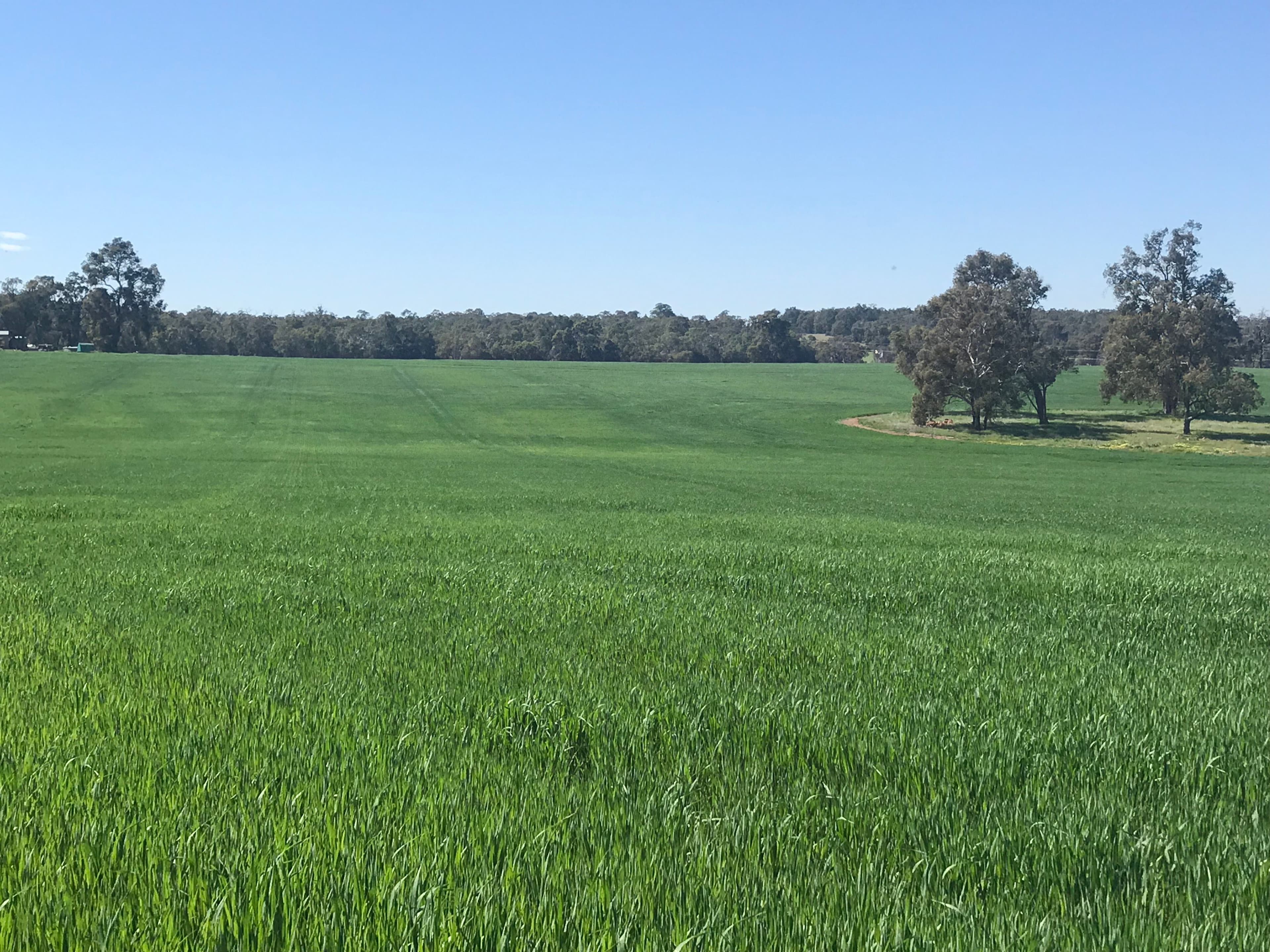 550 Inkpen Road, Copley WA 6562, Copley - Thumbnail 4
