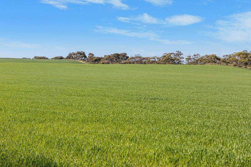 'Pine Row' 1422 Wards Hill Road via, Port Broughton SA 5522, Port Broughton - Image 1