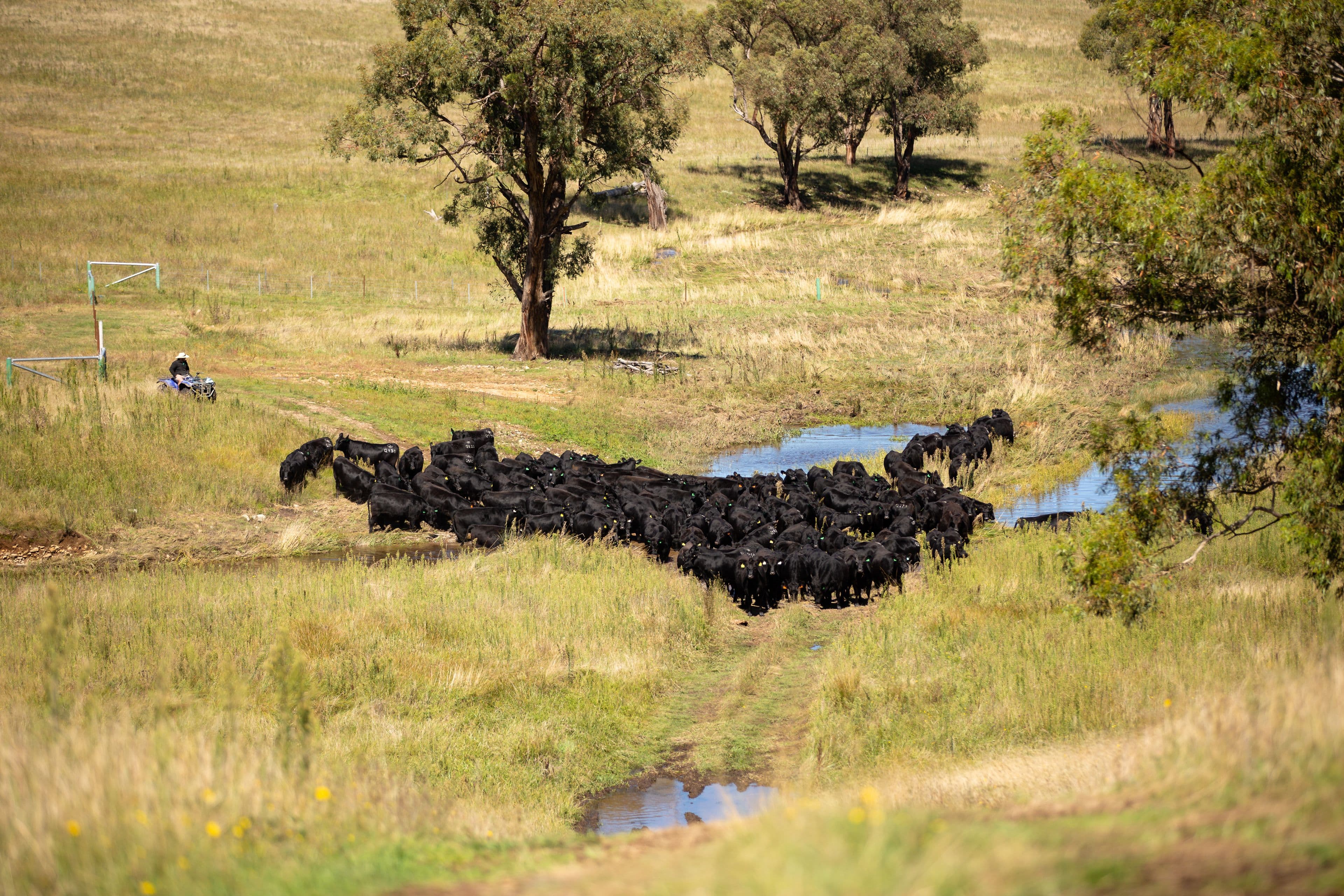 479 Whans Road, Llangothlin NSW 2365, Llangothlin - Thumbnail 8