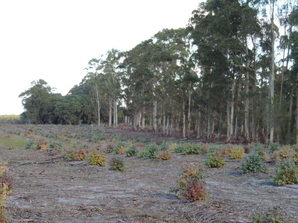 1583 Bandit Road, Denmark WA 6333, Denmark - Thumbnail 3