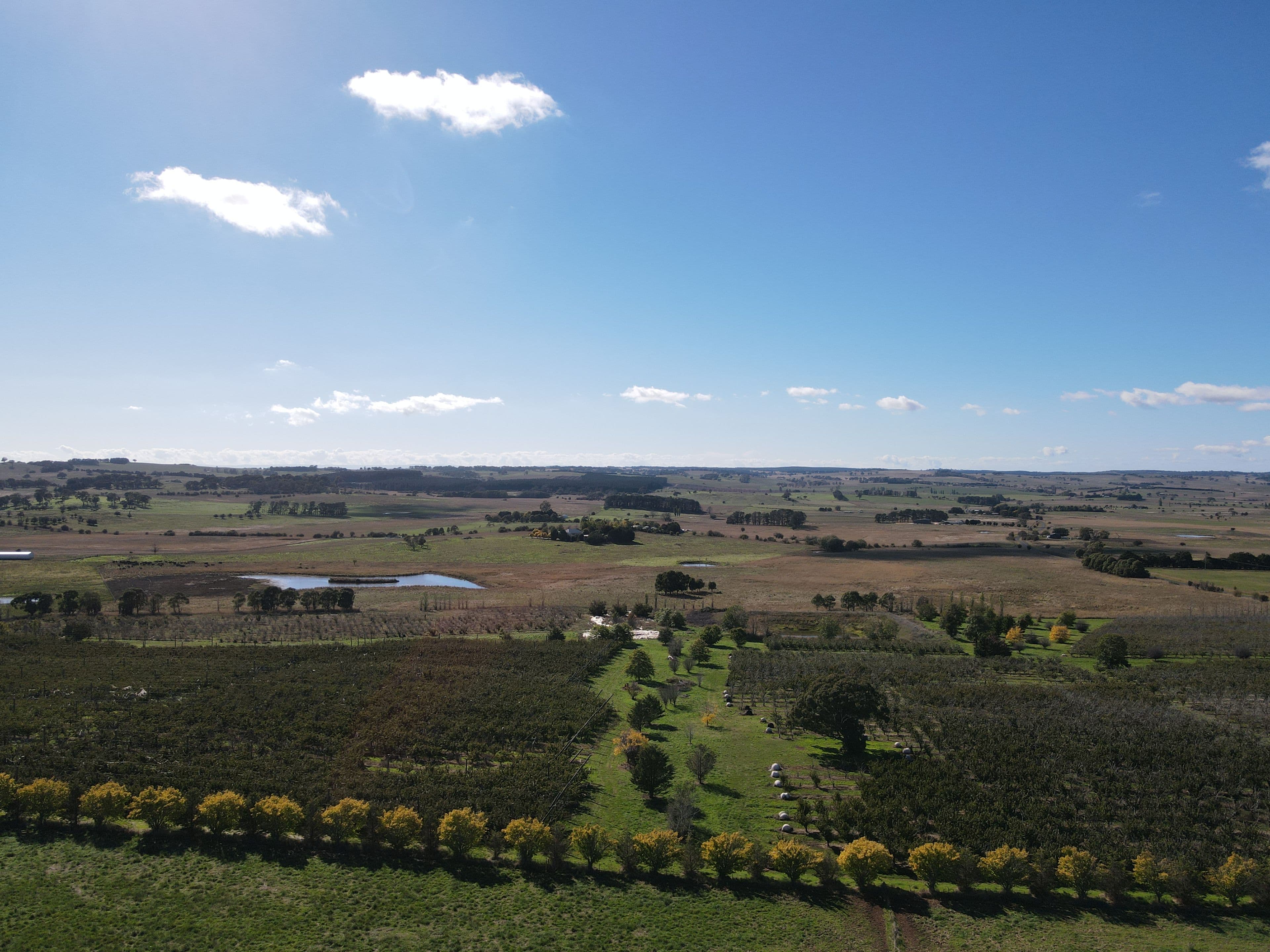 864 Vittoria Road, Guyong NSW 2798, Guyong - Thumbnail 8