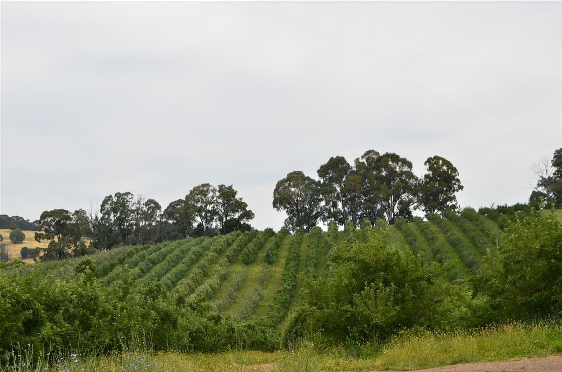 00 'Muttaroo' Mines Road, BATLOW NSW 2730, Batlow - Thumbnail 2
