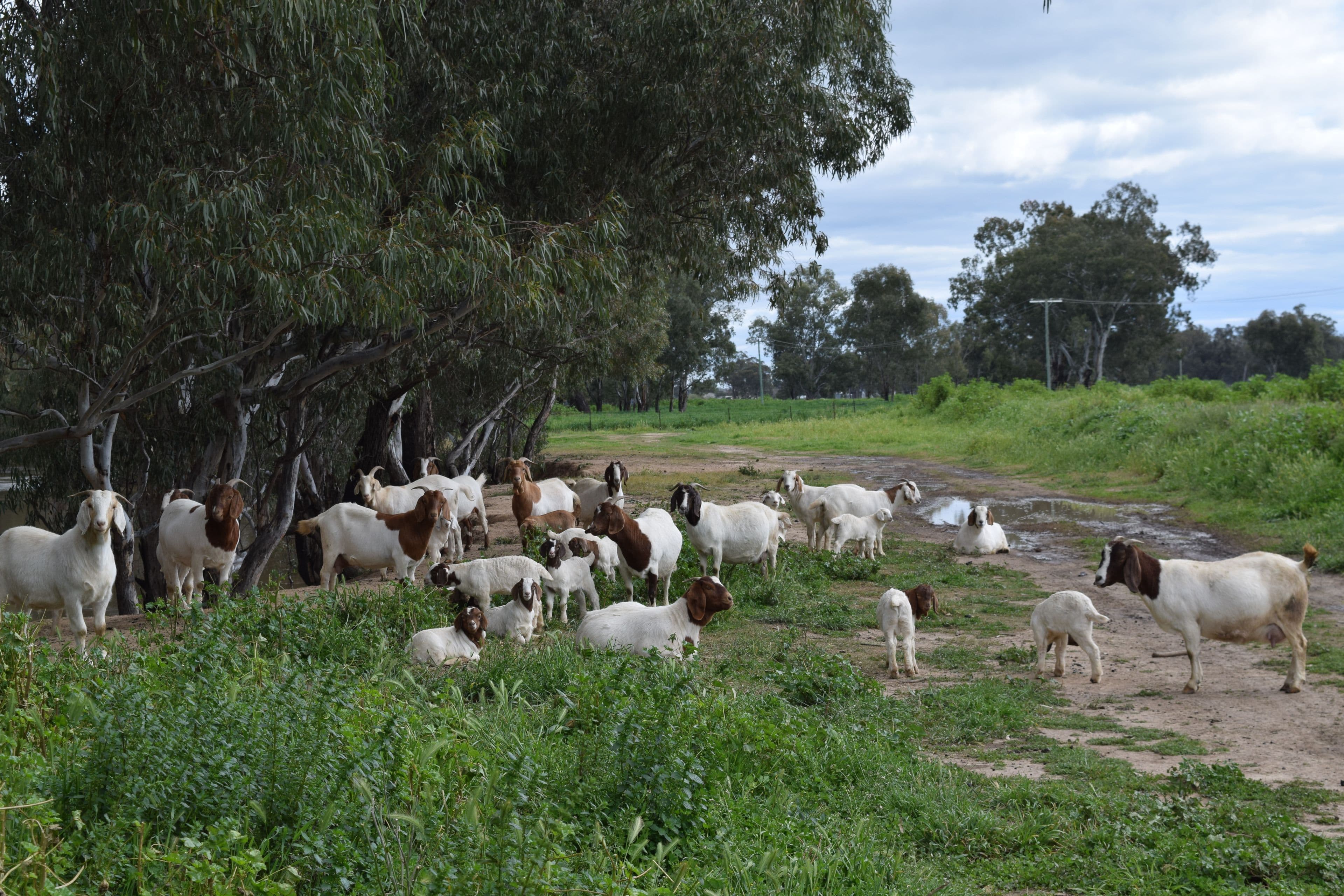Bullock Paddock  The Escort Way, Forbes NSW 2871, Forbes - Thumbnail 5